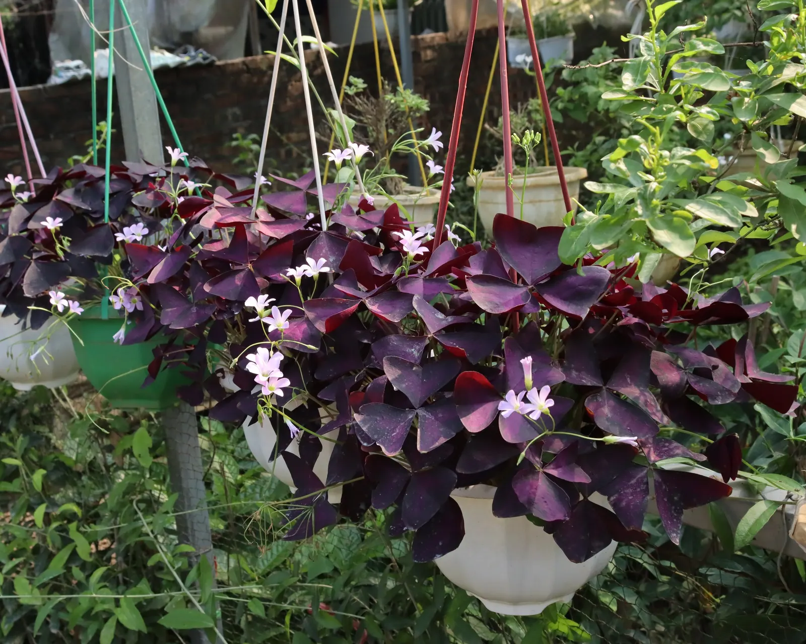 Purple Shamrock (Oxalis Triangularis) — trumpet-shaped flowers that emerge in hues of pale pink to white; it thrives in well-drained soil and partial shade