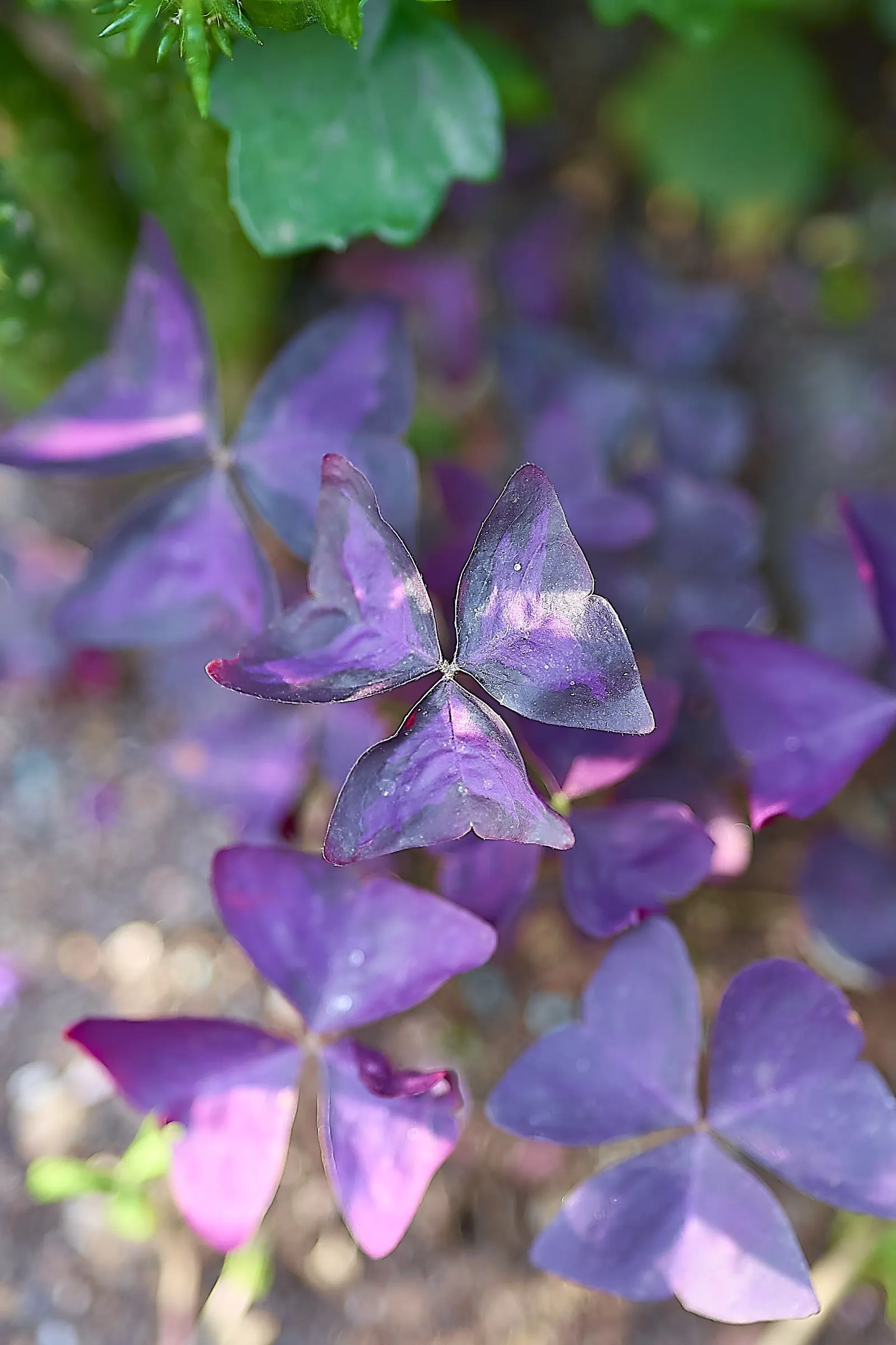 Purple Shamrock (Oxalis Triangularis) — typically blooming from late spring to early summer.<br><br>This ornamental is moderately sized; velvety, image 65