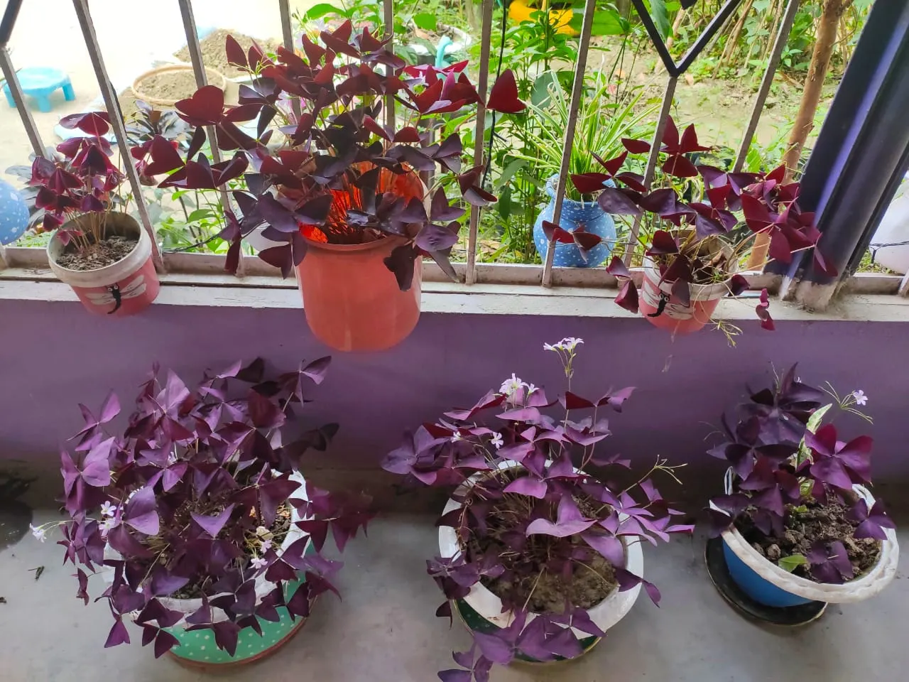 Purple Shamrock (Oxalis Triangularis) — Its optimal growing conditions include well-draining soil that remains moist but not waterlogged; and a, image 70