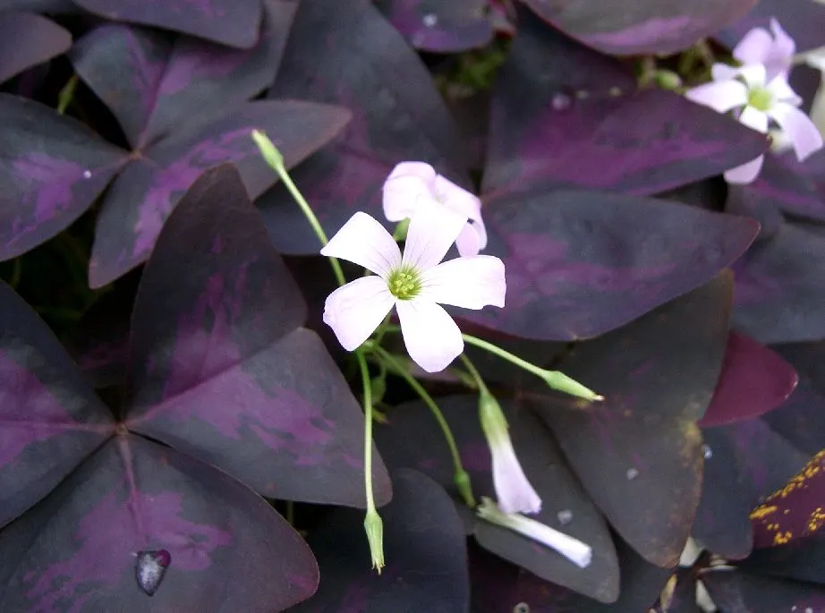 Purple Shamrock (Oxalis Triangularis) — velvety purple hue that folds down at dusk and reopens to the sun; the Purple Shamrock thrives in USDA, image 62