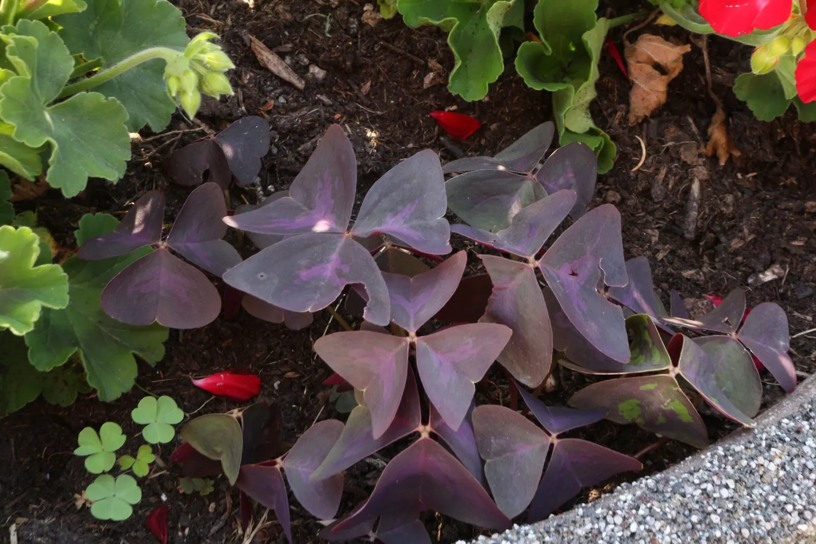 Purple Shamrock (Oxalis Triangularis) — velvety purple hue that folds down at dusk and reopens to the sun; the Purple Shamrock thrives in USDA hardiness zones