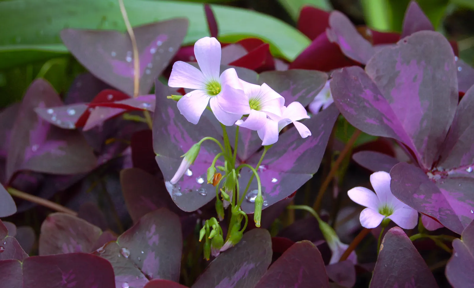 Purple Shamrock (Oxalis Triangularis) — Each leaflet boasts a deep