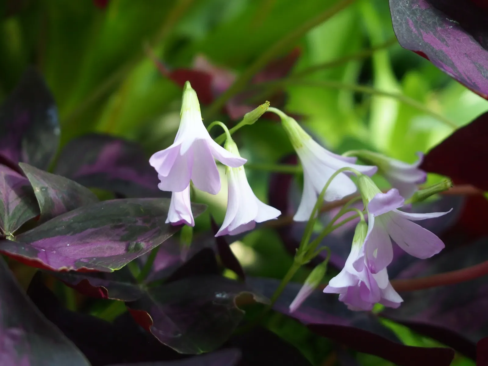 Purple Shamrock (Oxalis Triangularis) — This tuberous plant reaches around 8 to 12 inches in height and benefits from a spacing of 4 to 6 inches