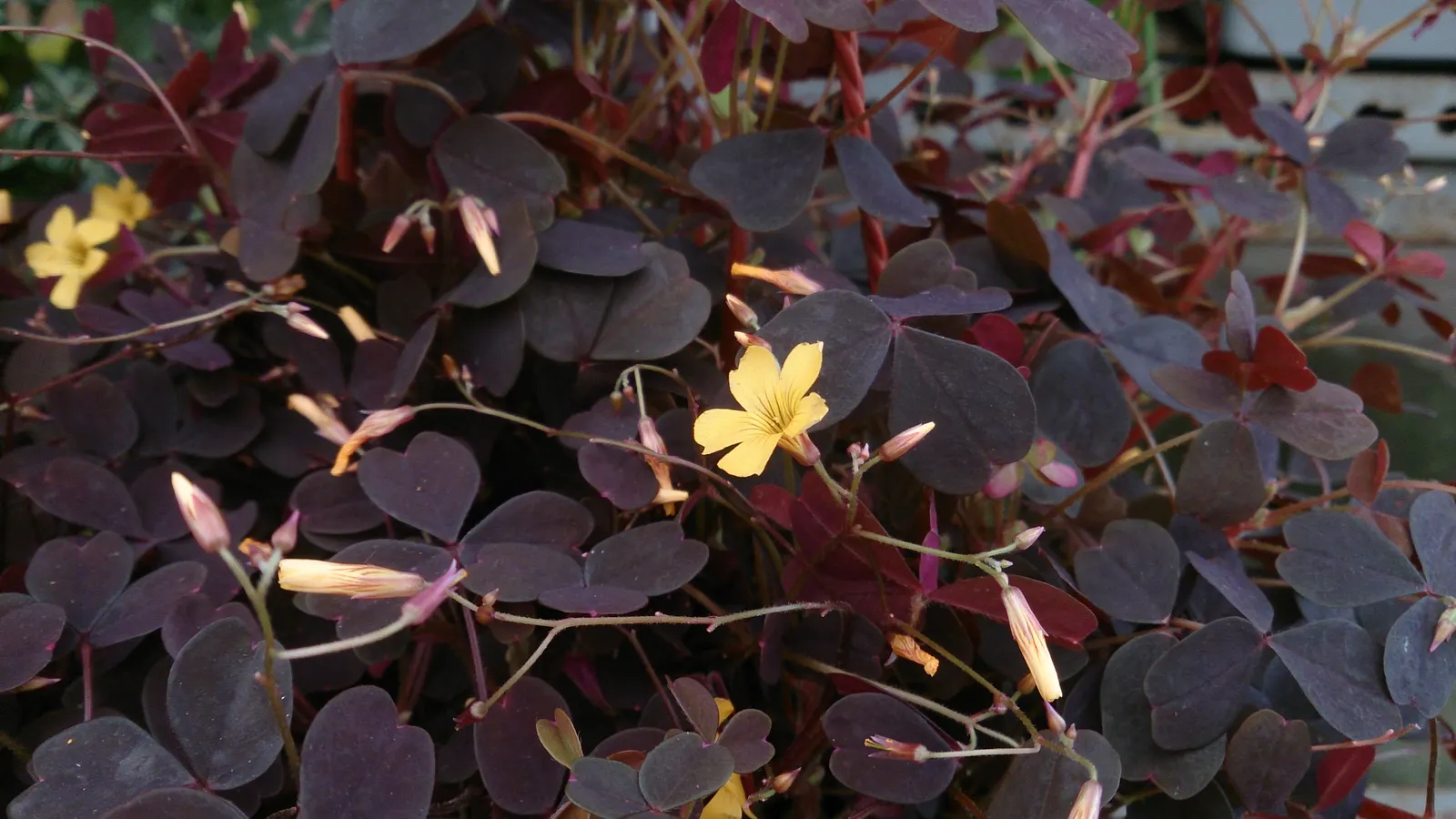 Purple Shamrock (Oxalis Triangularis) — bulb / perennial for full or half; delighting the client with its dynamic presence, image 78