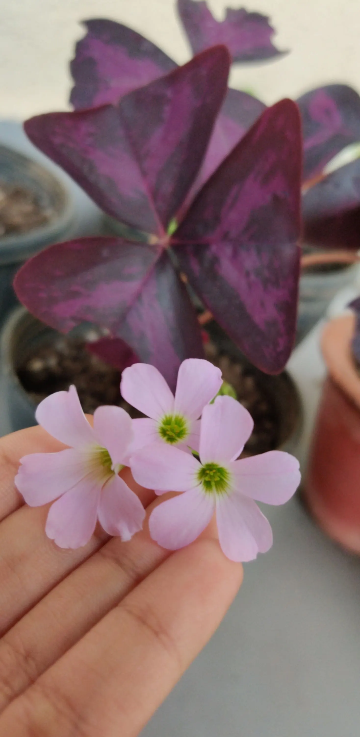 Purple Shamrock (Oxalis Triangularis) — This tuberous plant reaches around 8 to 12 inches in height and benefits from a spacing of 4 to 6 inches, image 82