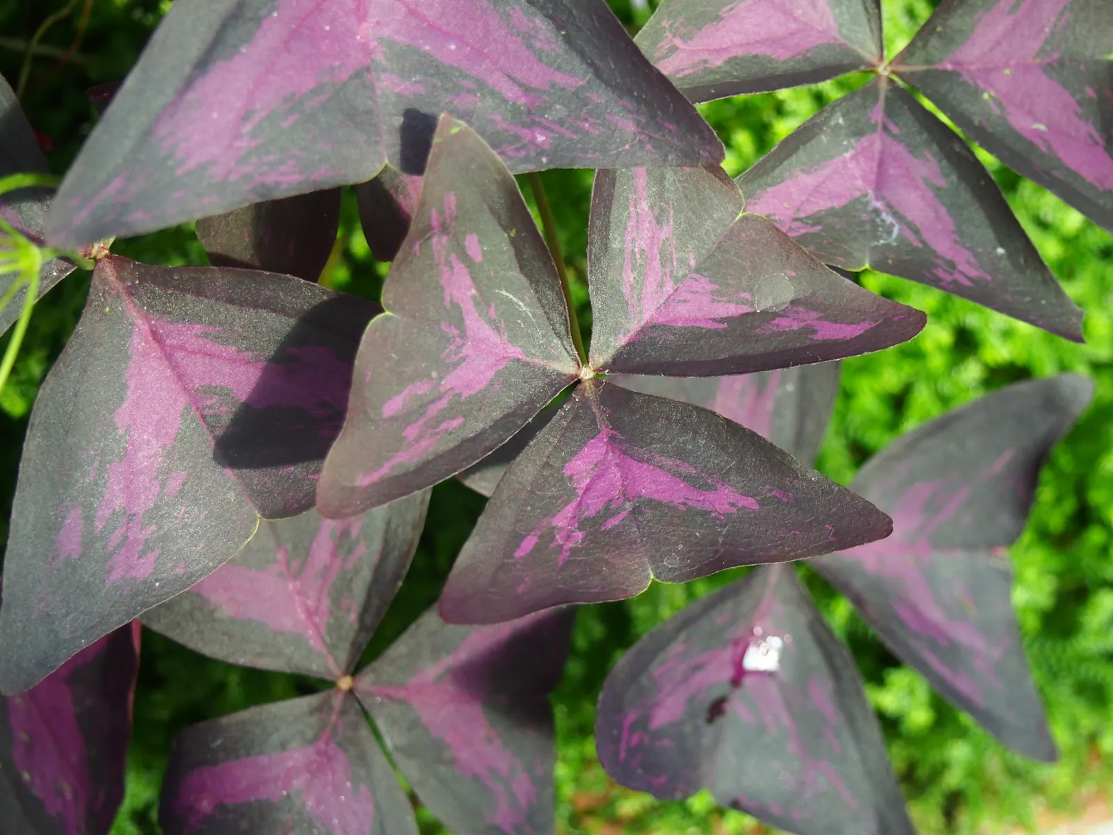 Purple Shamrock (Oxalis Triangularis) — it's an excellent choice for those shaded areas in the landscape where other plants may struggle