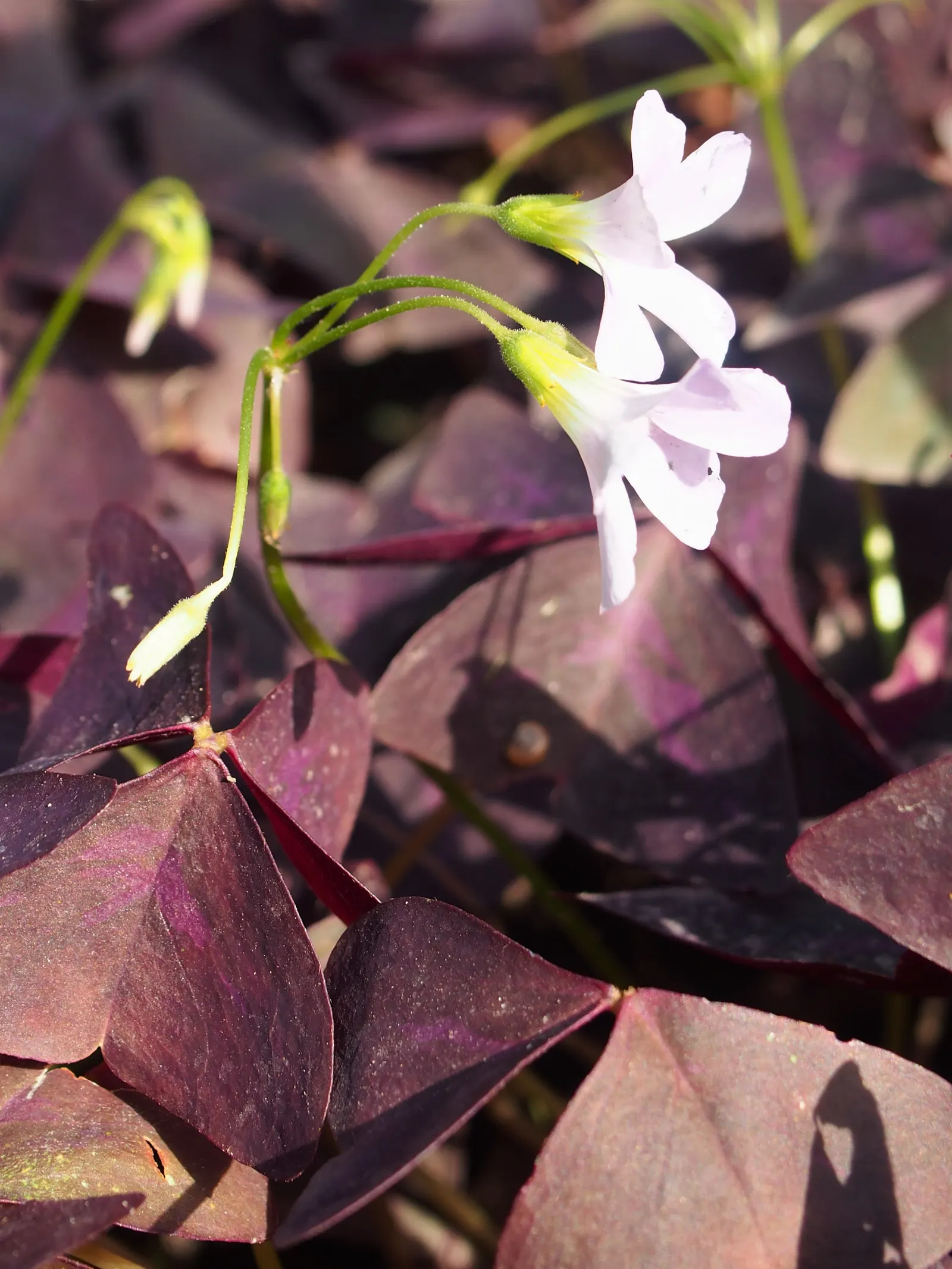 Purple Shamrock (Oxalis Triangularis) — typically blooming from late spring to early summer.<br><br>This ornamental is moderately sized