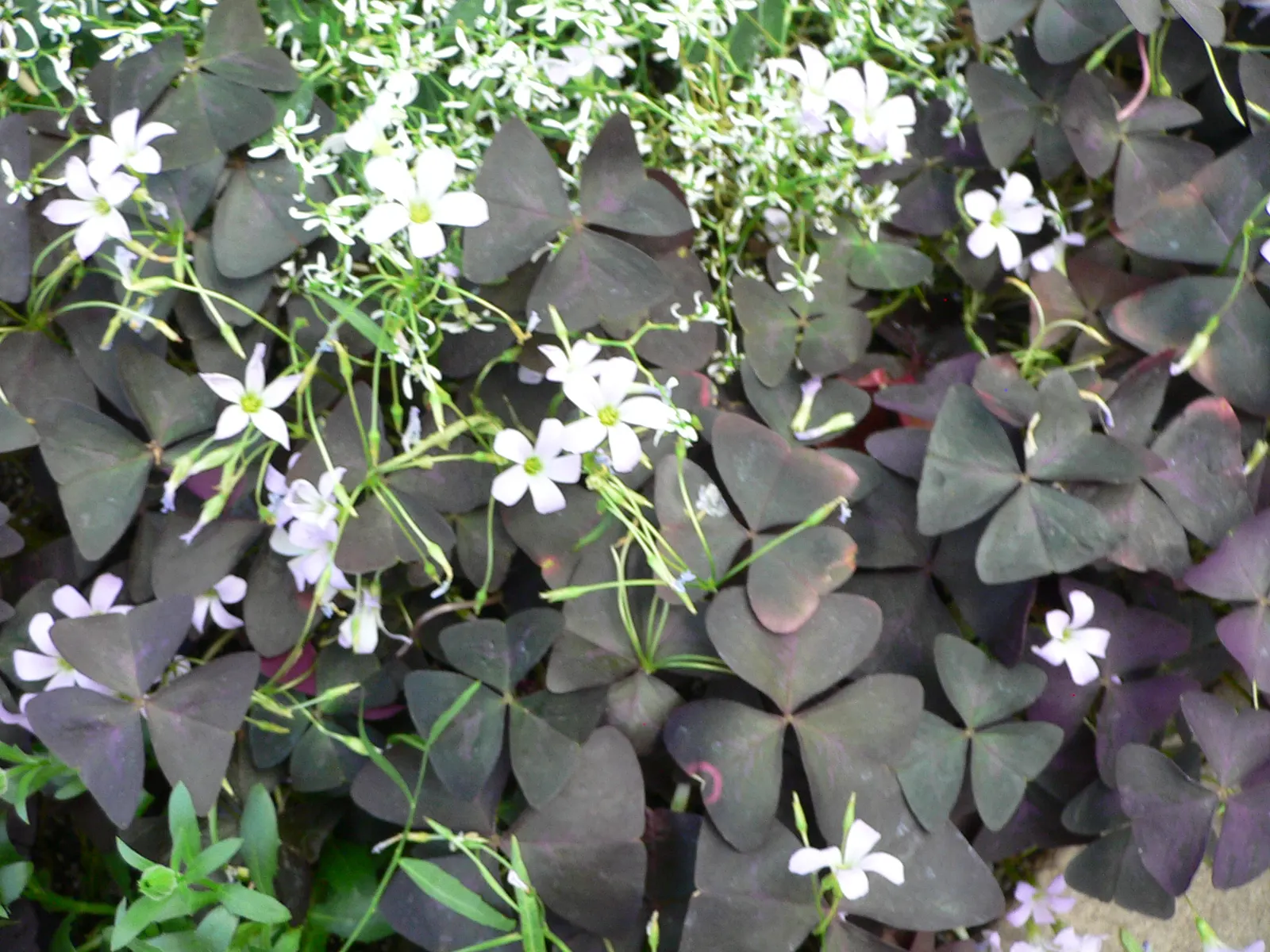 Purple Shamrock (Oxalis Triangularis) — Each leaflet boasts a deep; is a captivating perennial plant renowned for its distinctive triangular-shaped, image 61