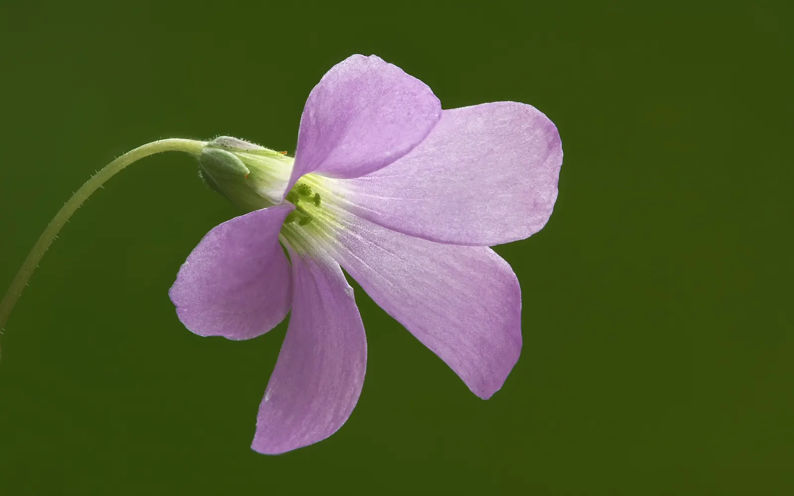 Purple Shamrock (Oxalis Triangularis) — bulb / perennial for full or half; delighting the client with its dynamic presence