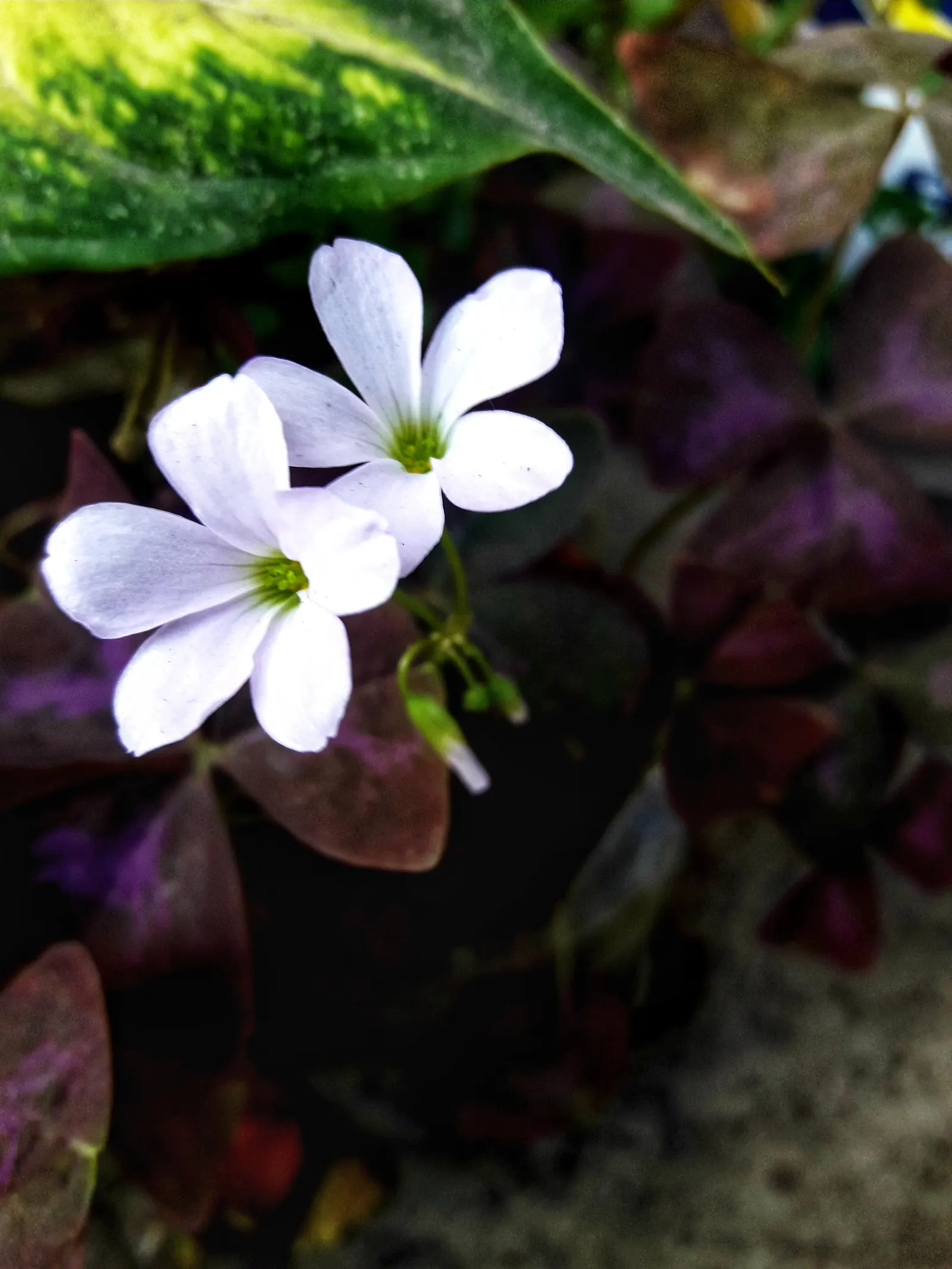 Purple Shamrock (Oxalis Triangularis) — reaching an average height of 6 to 10 inches; it's an excellent choice for those shaded areas in the, image 66