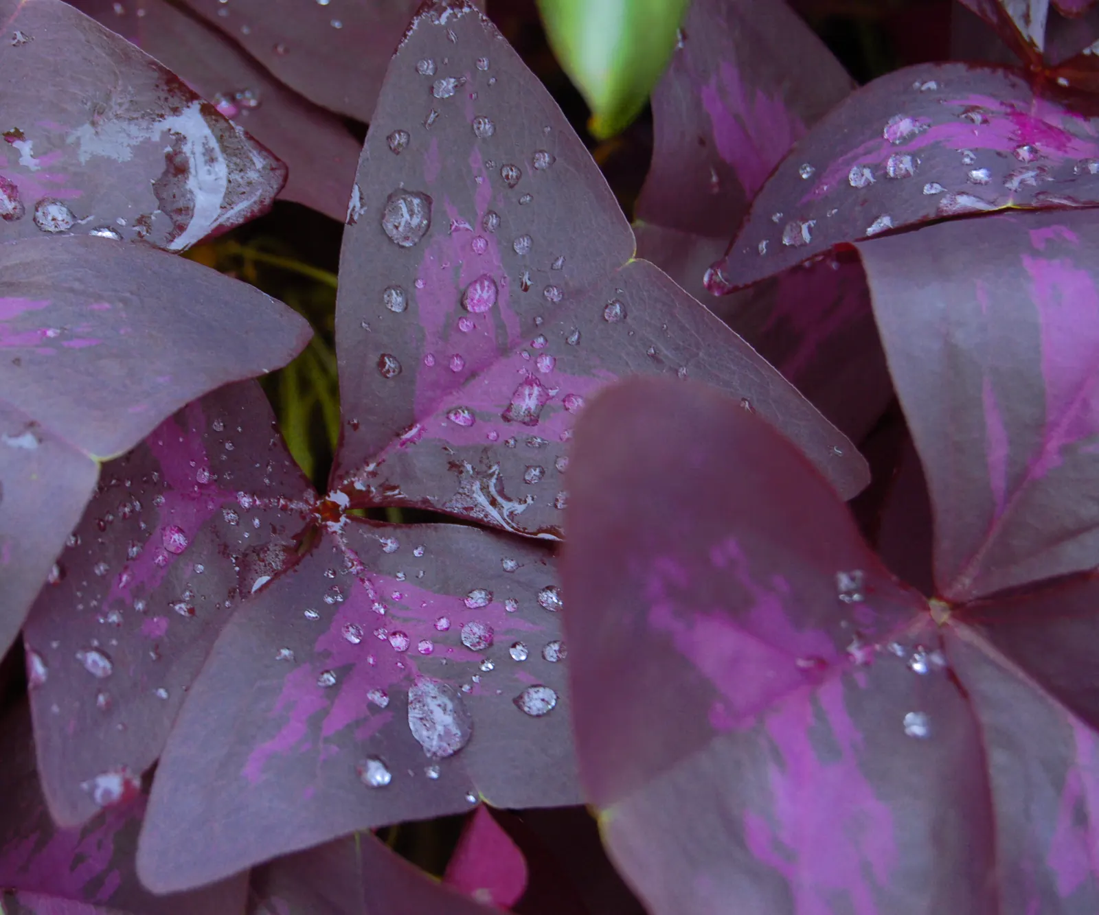 Purple Shamrock (Oxalis Triangularis) — It thrives in well-drained soil and partial shade; its optimal growing conditions include well-draining, image 55