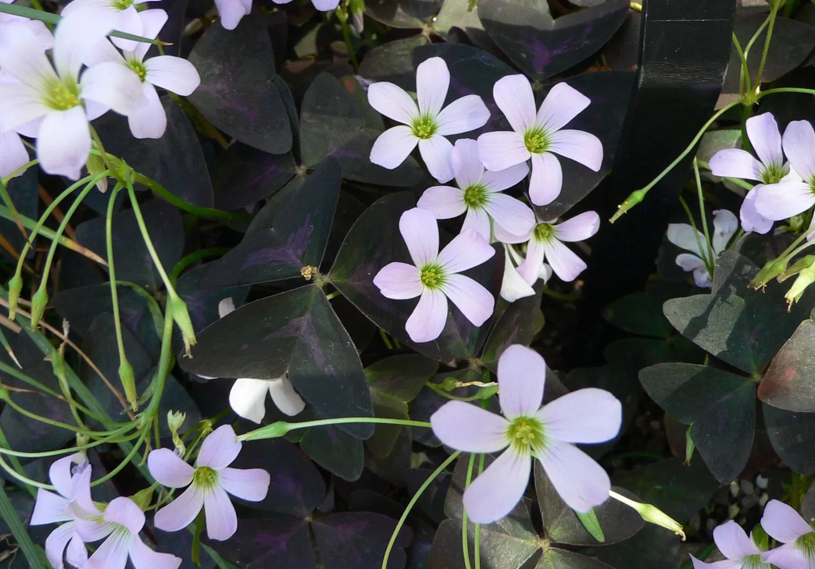 Purple Shamrock (Oxalis Triangularis) — trumpet-shaped flowers that emerge in hues of pale pink to white; it thrives in well-drained soil and, image 64