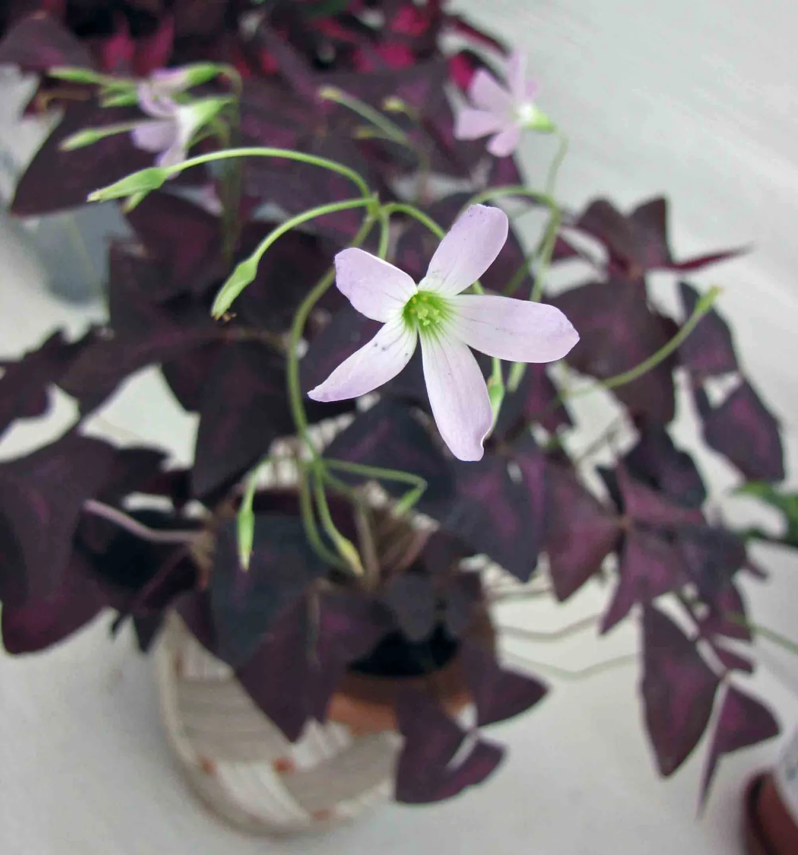 Purple Shamrock (Oxalis Triangularis) — making it a sustainable choice for garden expansions over time.<br><br>Overall; it can be propagated easily, image 74