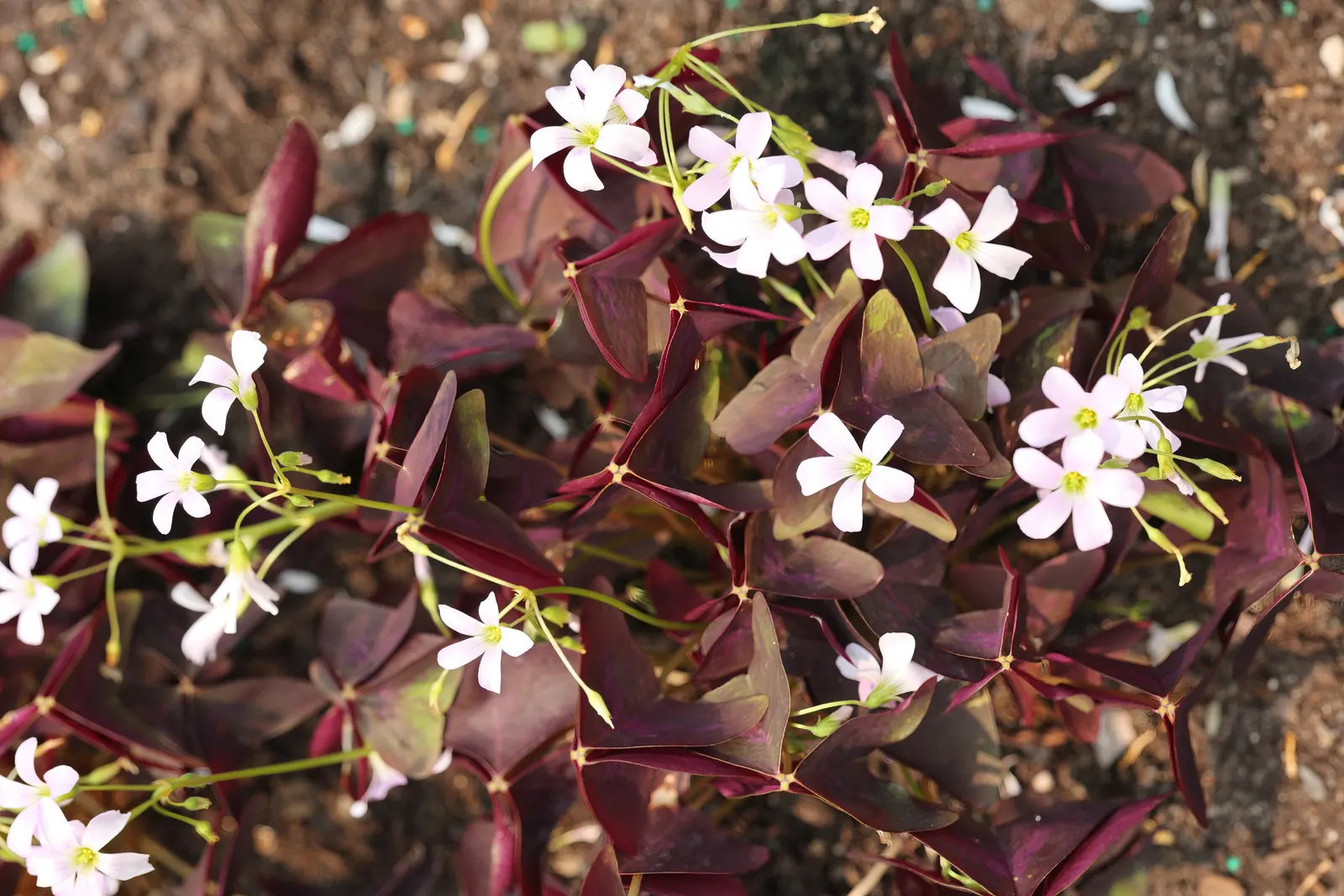 Purple Shamrock (Oxalis Triangularis) — pink flowers in the garden