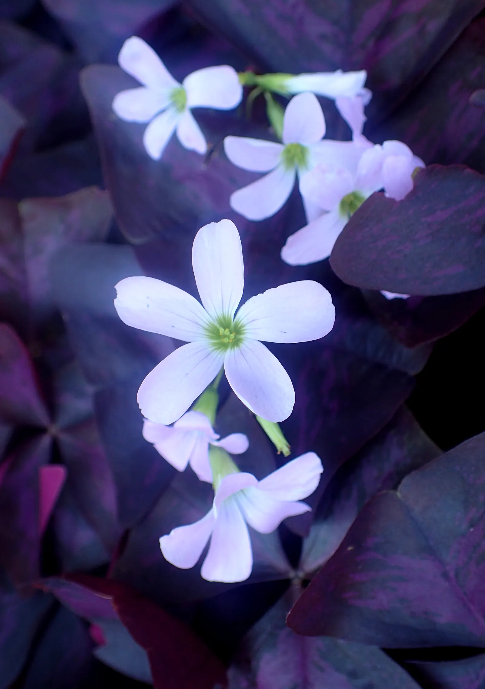 Purple Shamrock (Oxalis Triangularis) — and a slightly acidic to neutral pH is ideal.<br><br>Aside from its visual appeal