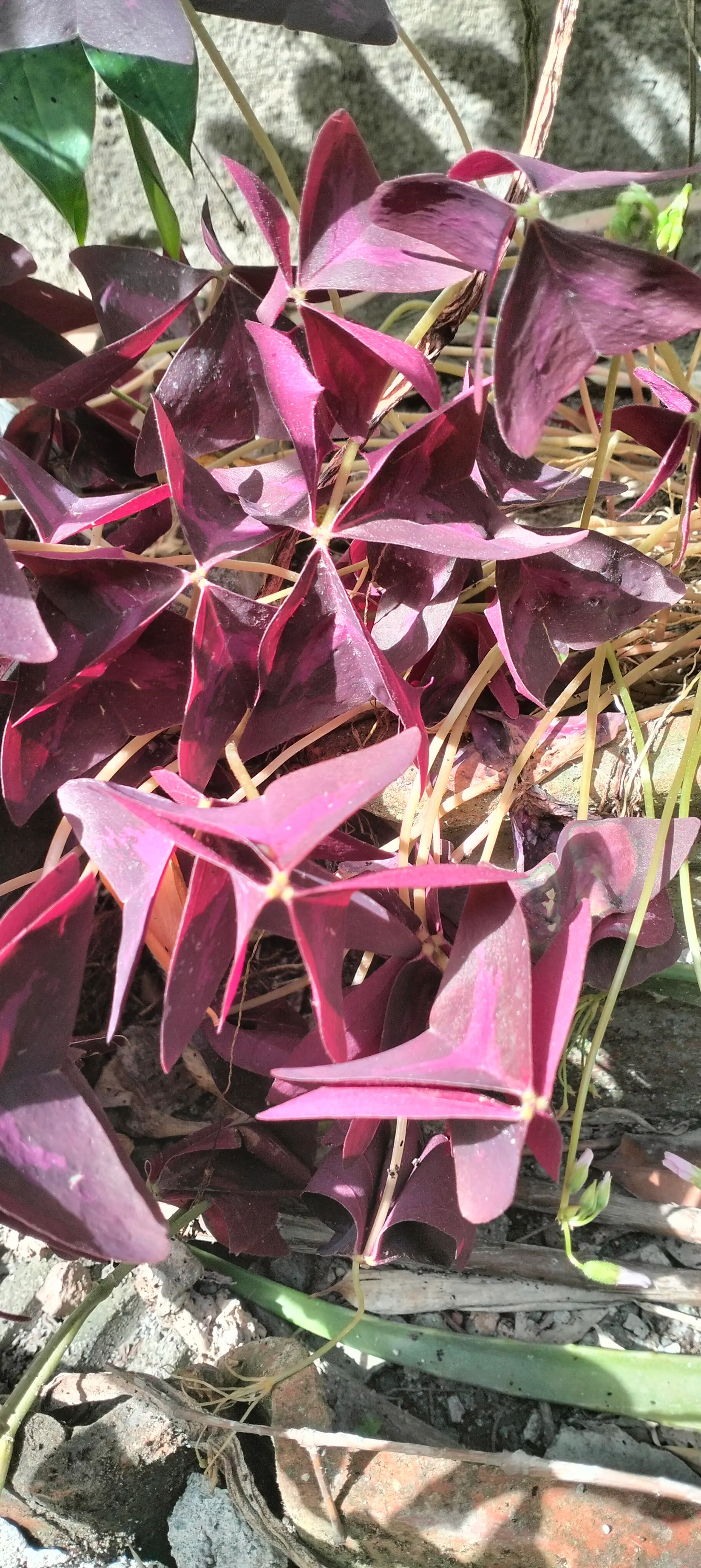 Purple Shamrock (Oxalis Triangularis) — The Purple Shamrock thrives in USDA hardiness zones 7 to 11