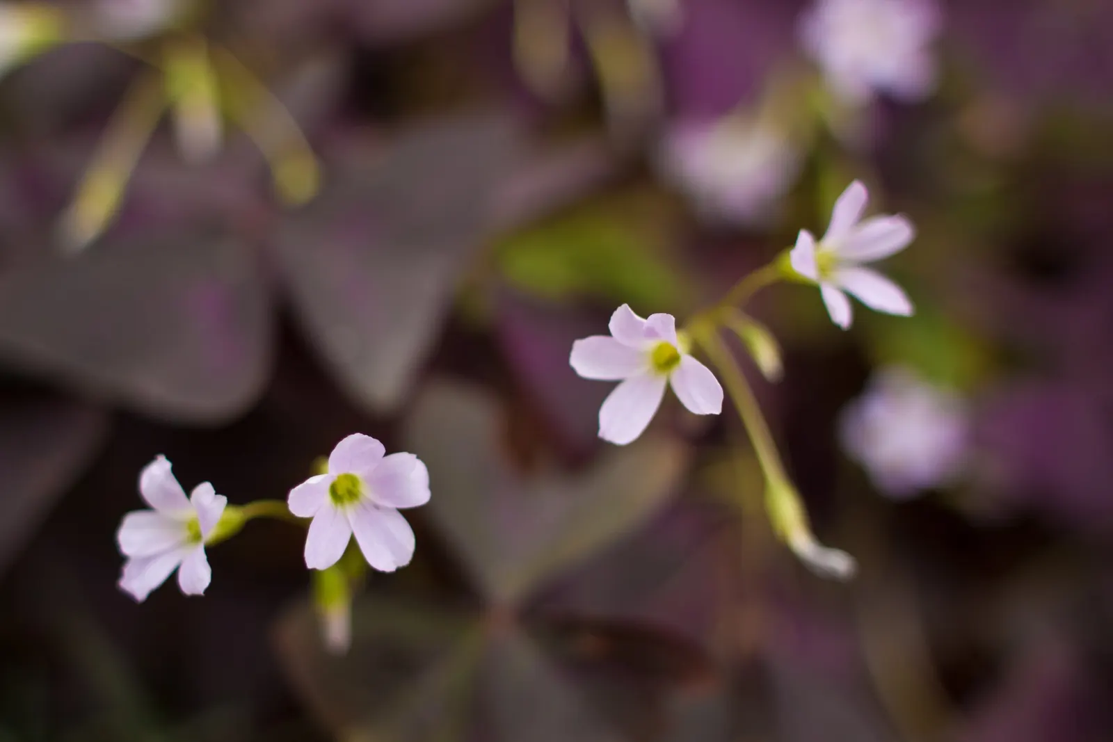 Purple Shamrock (Oxalis Triangularis) — The Purple Shamrock thrives in USDA hardiness zones 7 to 11; pink flowers in the garden, image 67