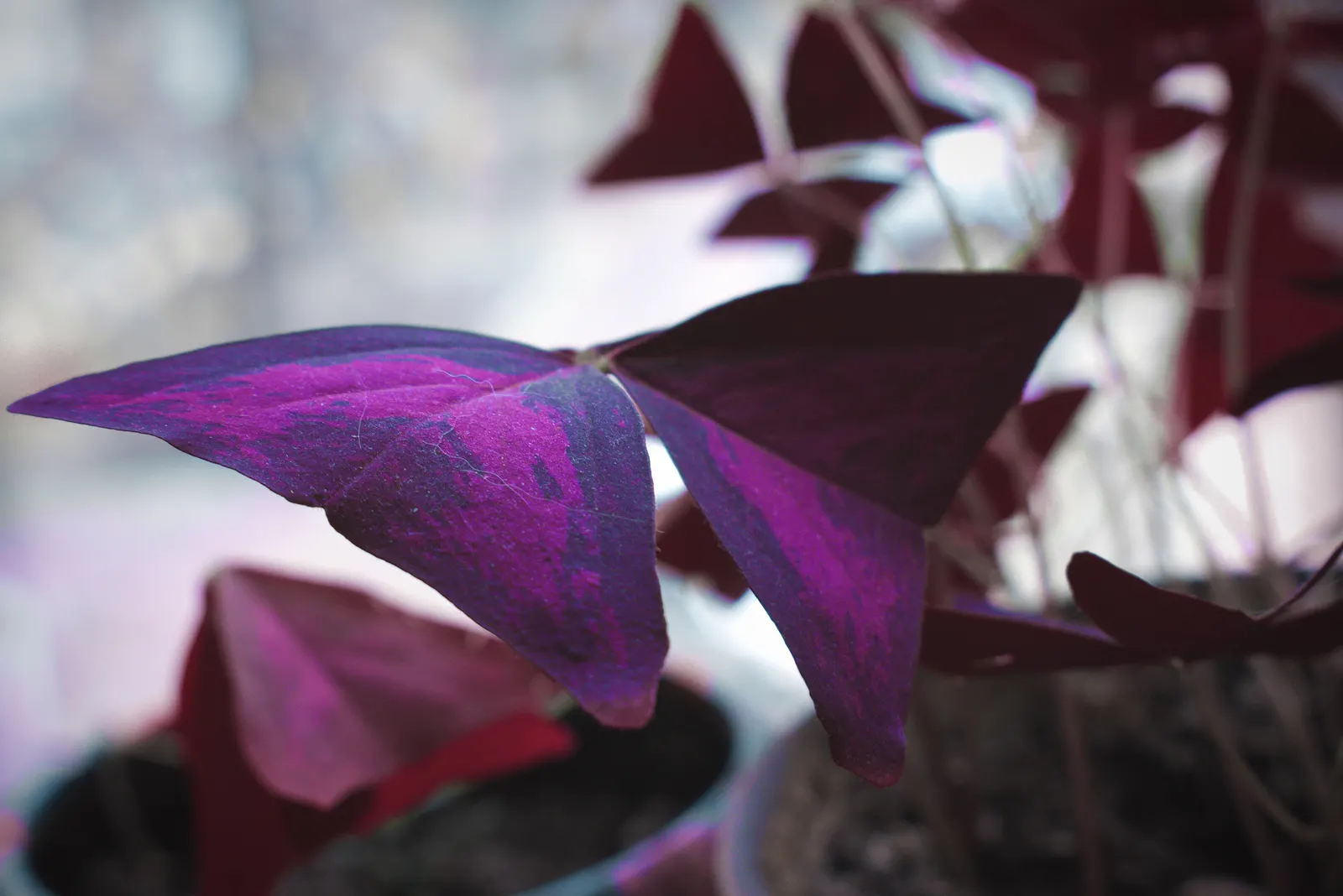 Purple Shamrock (Oxalis Triangularis) — It can be propagated easily by division