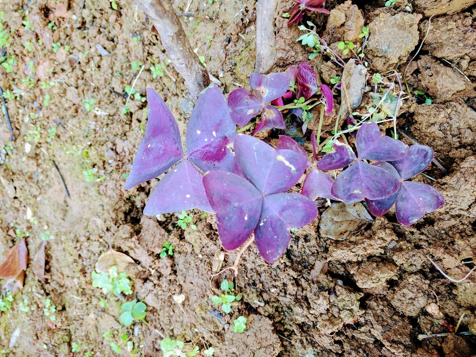 Purple Shamrock (Oxalis Triangularis) — bulb / perennial with pink blooms; preferring partial to full shade