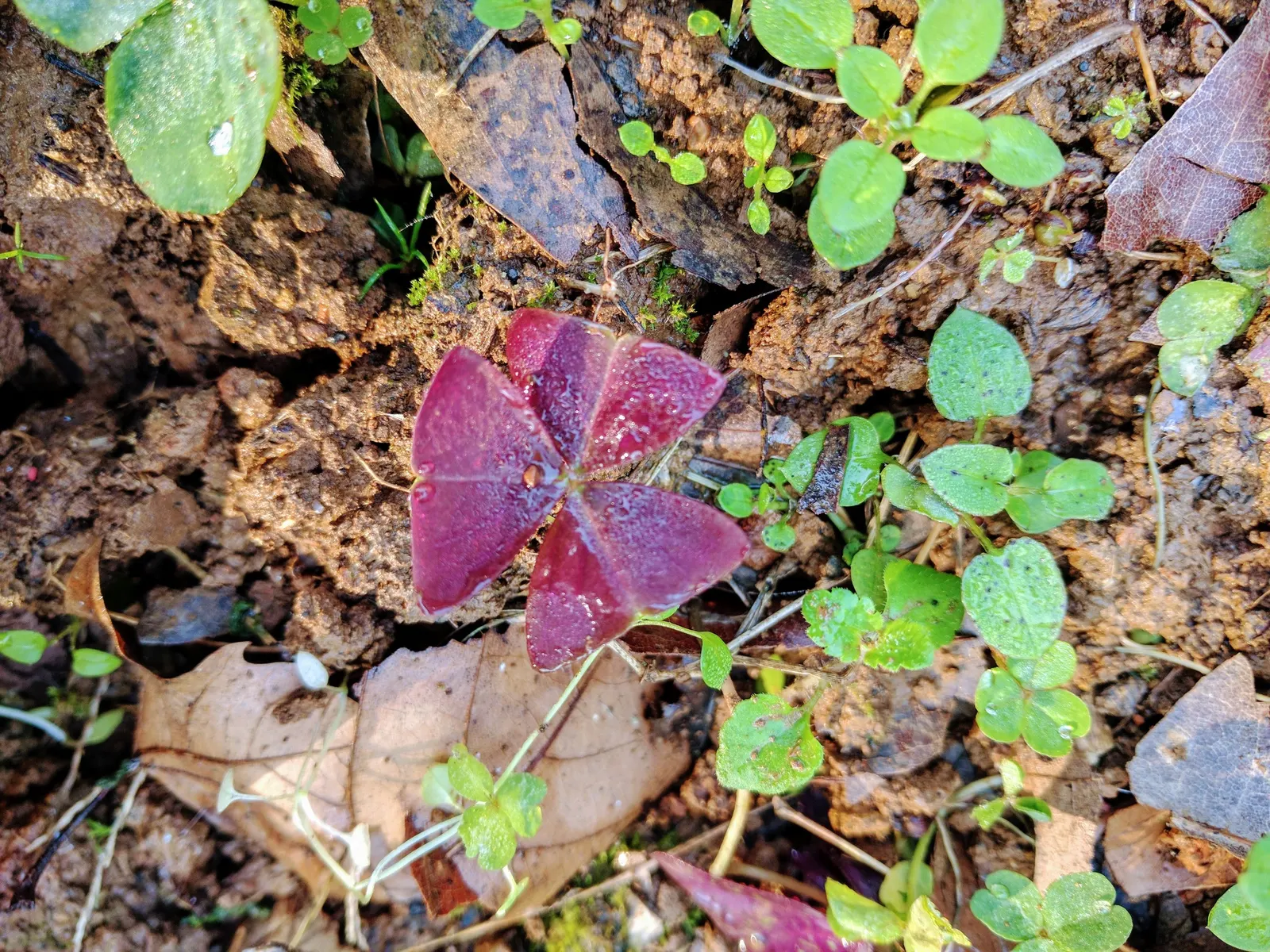Purple Shamrock (Oxalis Triangularis) — adding a touch of whimsy to borders or containers; typically blooming from late spring to early, image 58