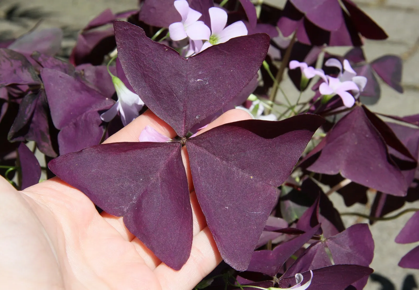 Purple Shamrock (Oxalis Triangularis) — Its delicate pink or white flowers bloom from spring to fall; adding a touch of whimsy to borders or containers
