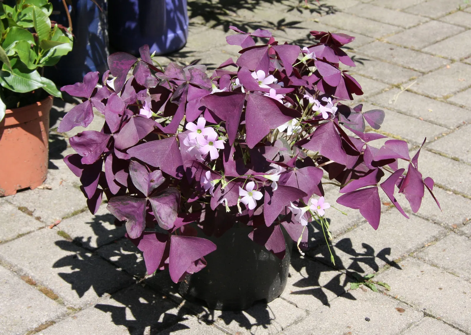 Purple Shamrock (Oxalis Triangularis) — bulb / perennial for full or half