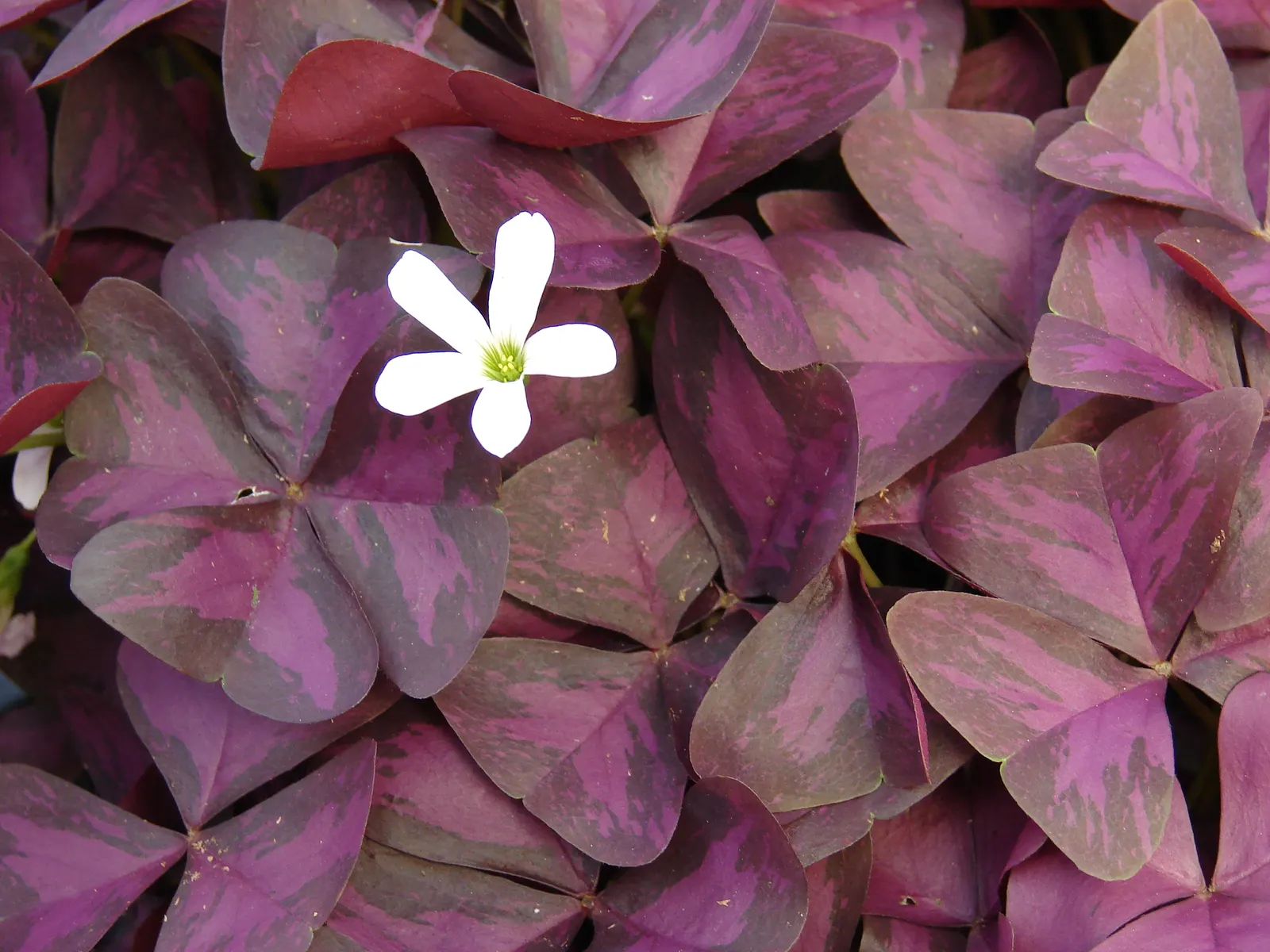 Purple Shamrock (Oxalis Triangularis) — adding a touch of whimsy to borders or containers