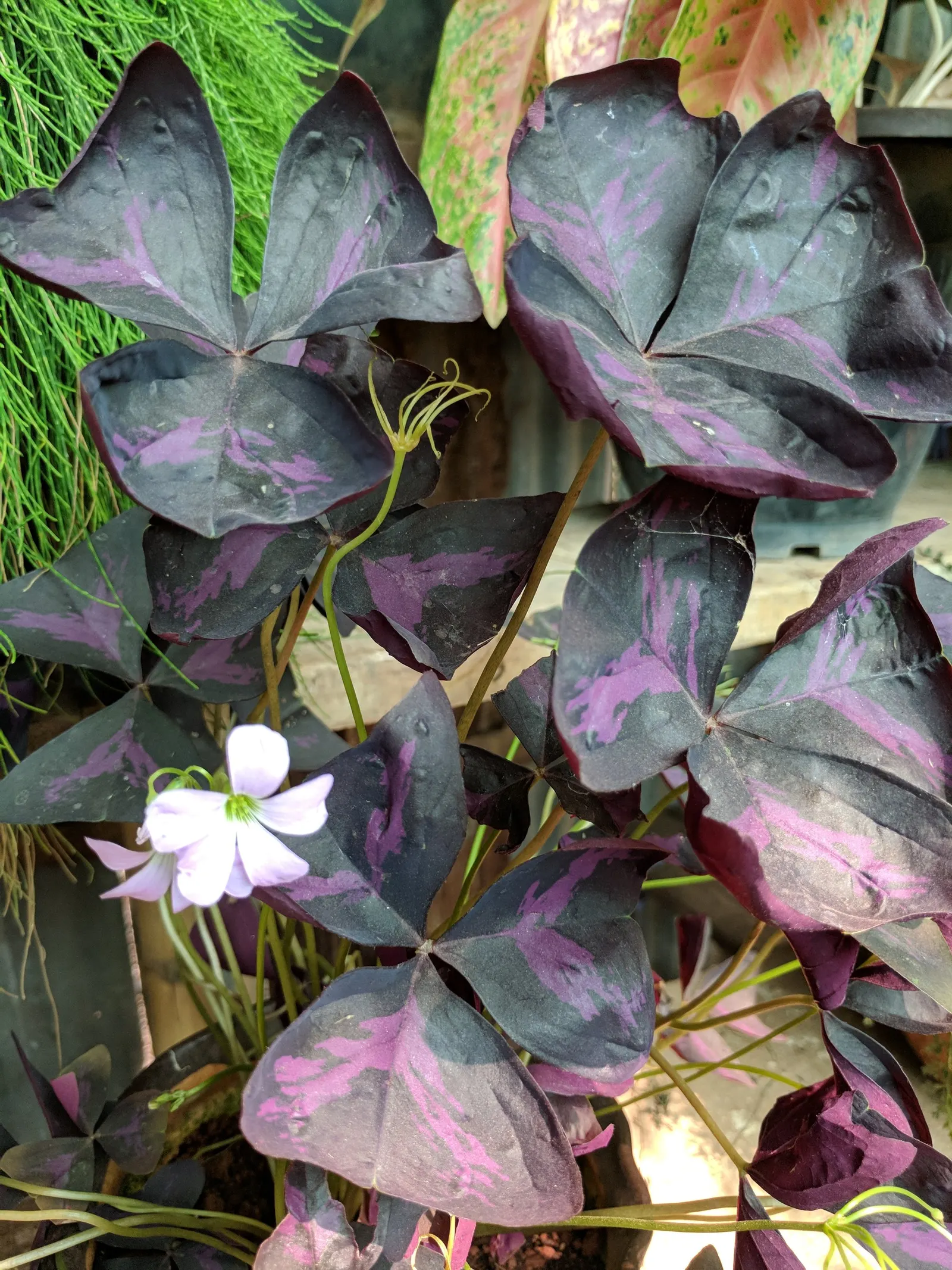 Purple Shamrock (Oxalis Triangularis) — The Purple Shamrock thrives in USDA hardiness zones 7 to 11; pink flowers in the garden