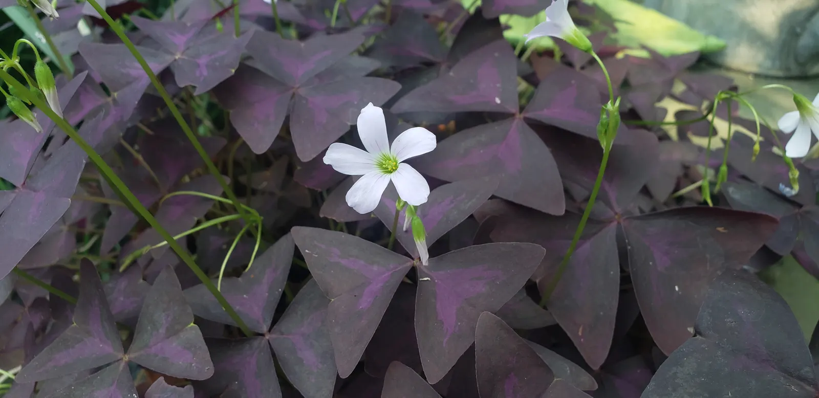 Purple Shamrock (Oxalis Triangularis) — reaching an average height of 6 to 10 inches