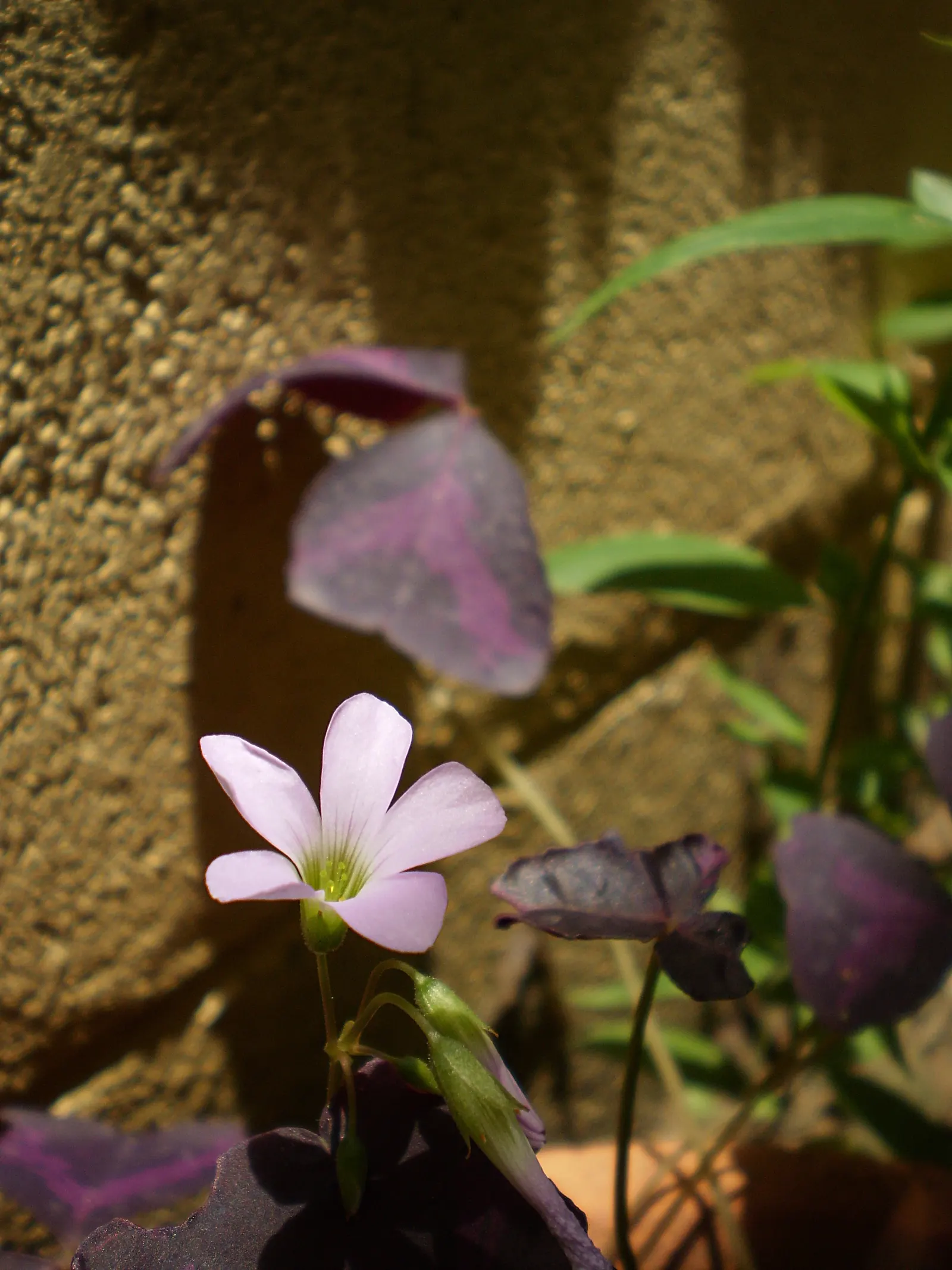 Purple Shamrock (Oxalis Triangularis) — delighting the client with its dynamic presence