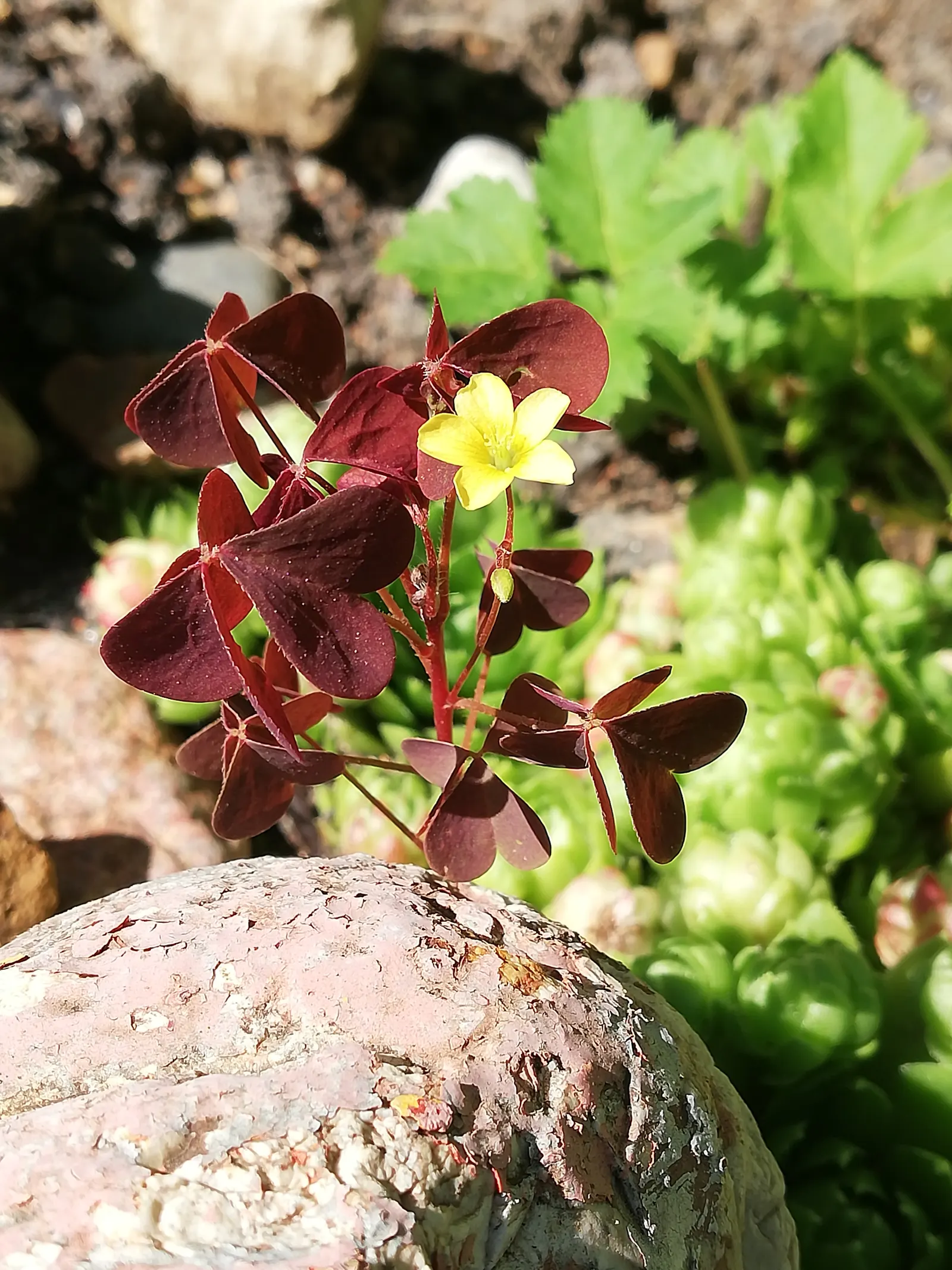 Purple Shamrock (Oxalis Triangularis) — triangular leaves that fold down at night