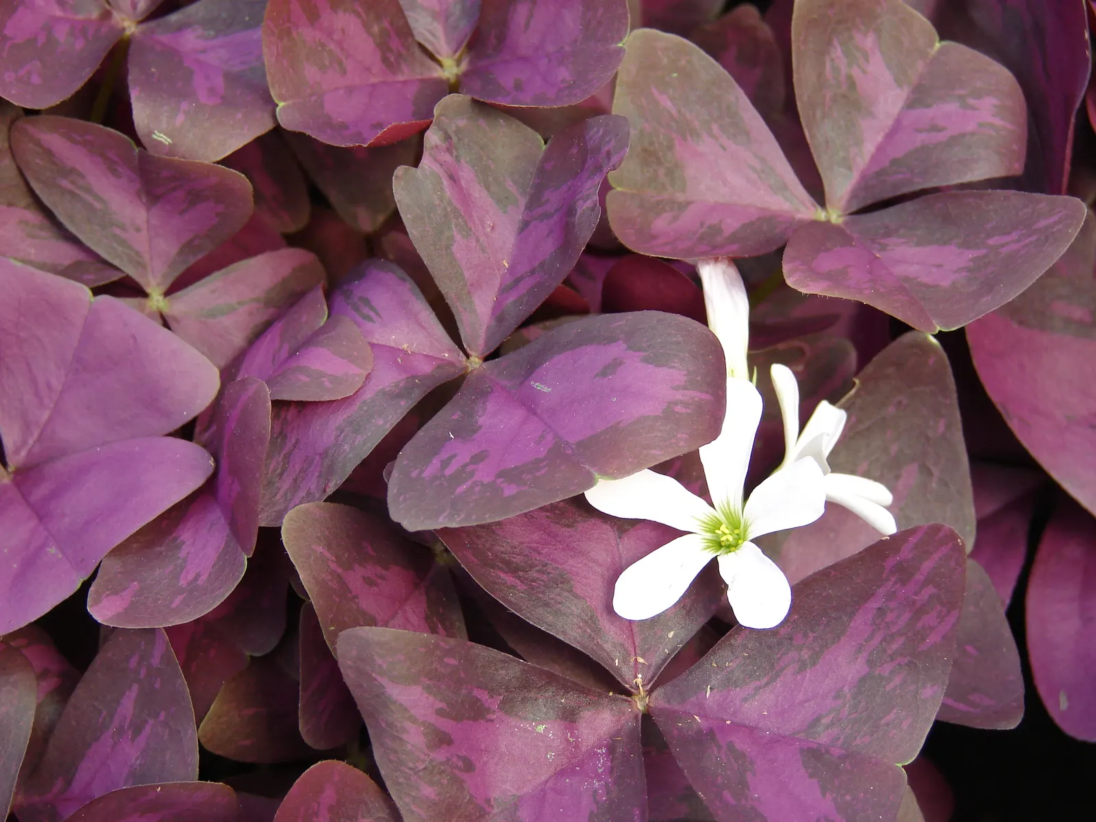 Purple Shamrock (Oxalis Triangularis) — It thrives in well-drained soil and partial shade; its optimal growing conditions include well-draining, image 81