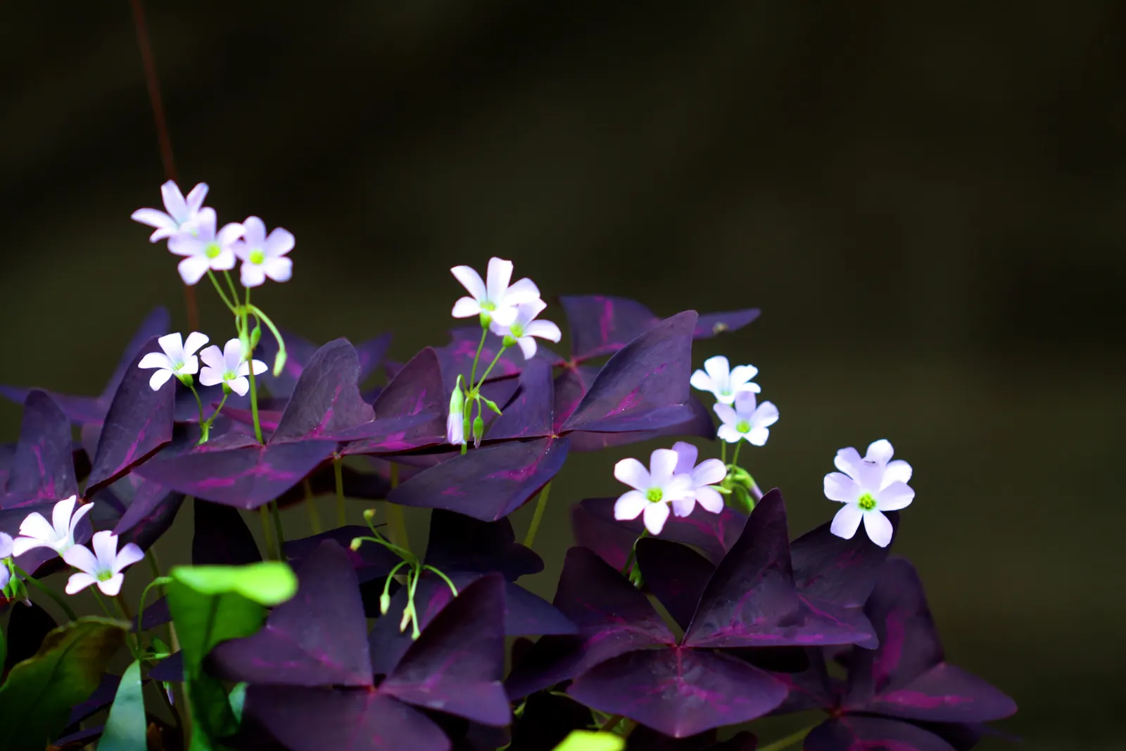 Purple Shamrock (Oxalis Triangularis) — It thrives in well-drained soil and partial shade; its optimal growing conditions include well-draining soil that