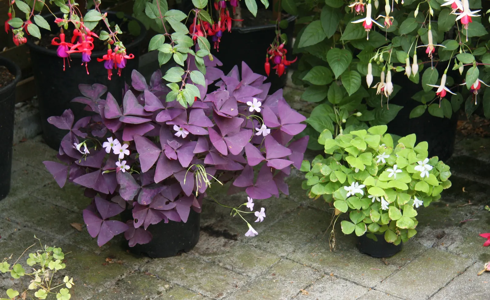 Purple Shamrock (Oxalis Triangularis) — Its optimal growing conditions include well-draining soil that remains moist but not waterlogged
