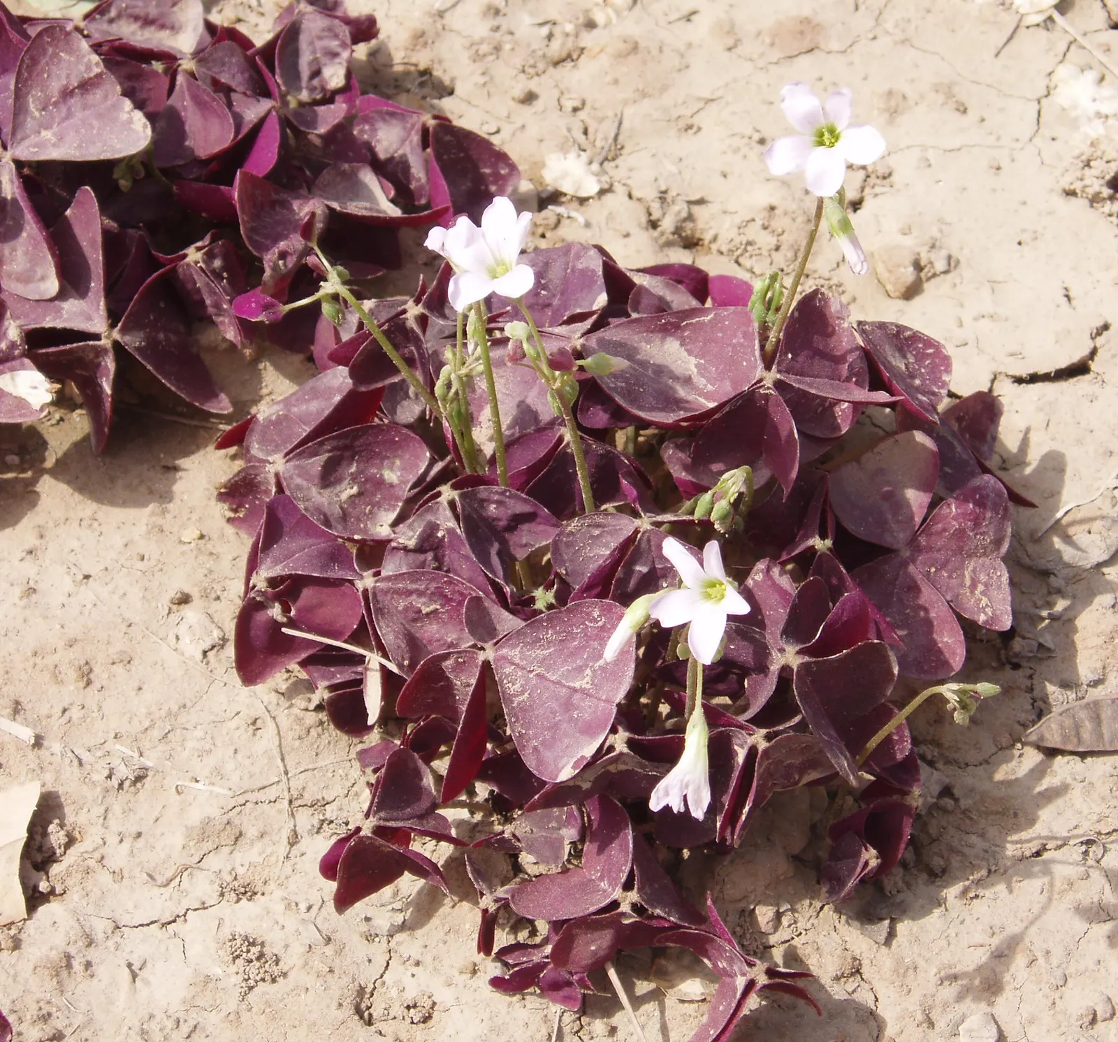 Purple Shamrock (Oxalis Triangularis) — trumpet-shaped flowers that emerge in hues of pale pink to white
