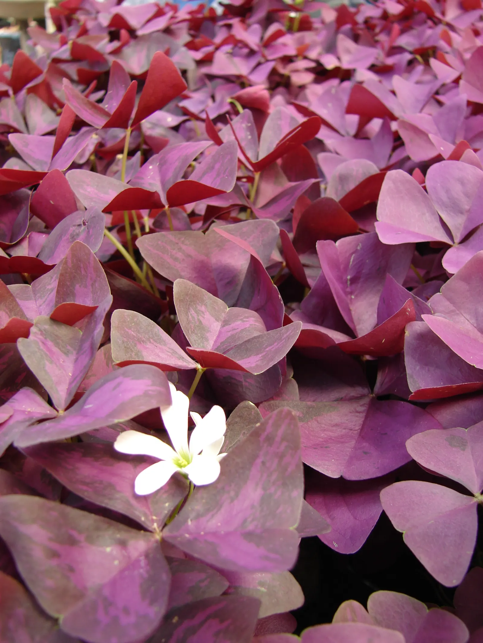 Purple Shamrock (Oxalis Triangularis) — bulb / perennial with pink blooms; preferring partial to full shade, image 77