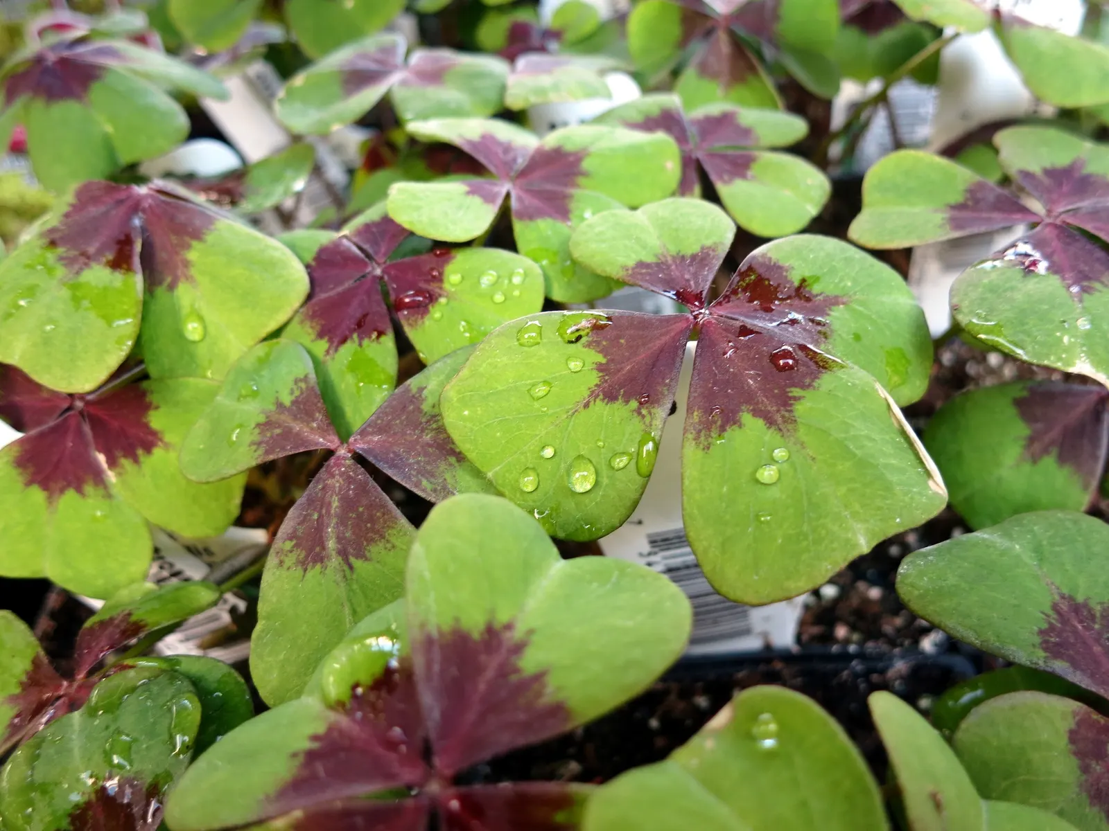 Purple Shamrock (Oxalis Triangularis) — making it a sustainable choice for garden expansions over time.<br><br>Overall; it can be propagated easily by division