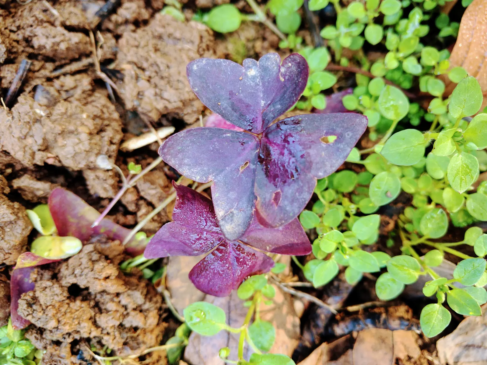 Purple Shamrock (Oxalis Triangularis) — Oxalis triangularis also has the advantage of being relatively low-maintenance; scientifically termed Oxalis
