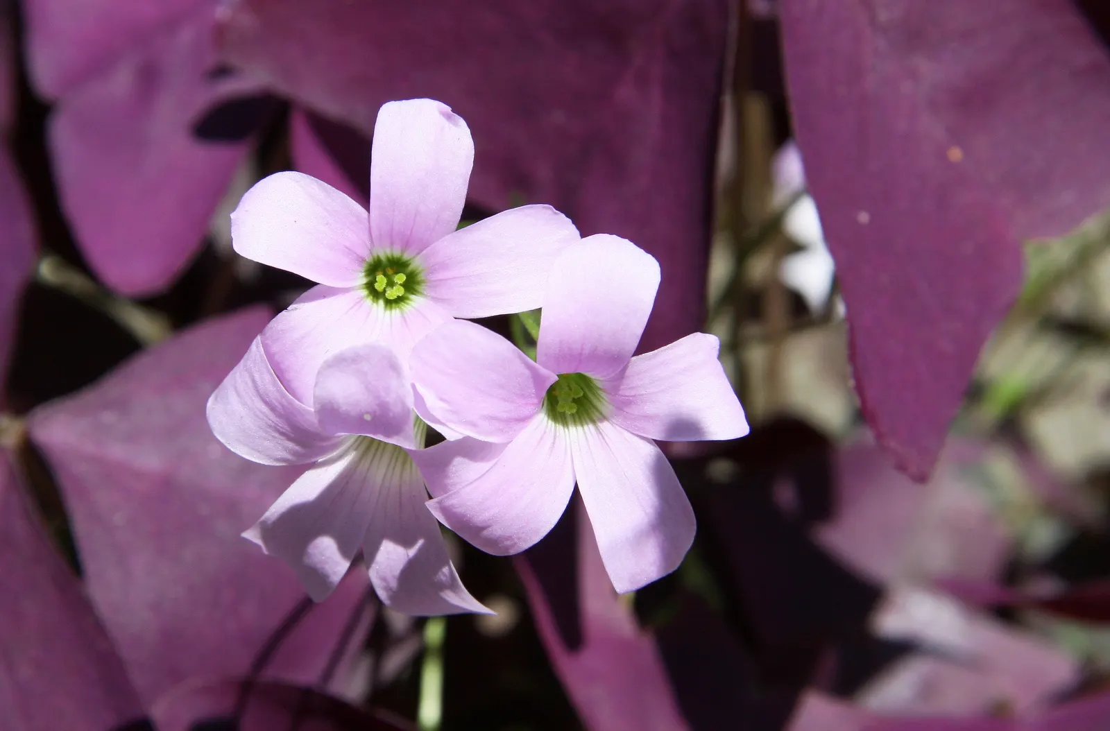 Purple Shamrock (Oxalis Triangularis) — It can be propagated easily by division; reaching an average height of 6 to 10 inches, image 73