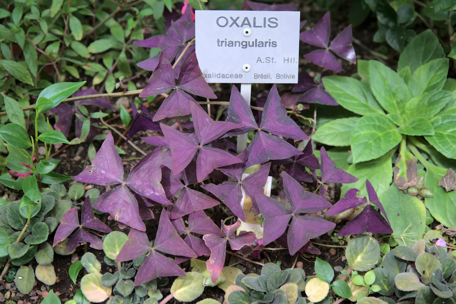 Purple Shamrock (Oxalis Triangularis) — typically blooming from late spring to early summer.<br><br>This ornamental is moderately sized; velvety purple hue