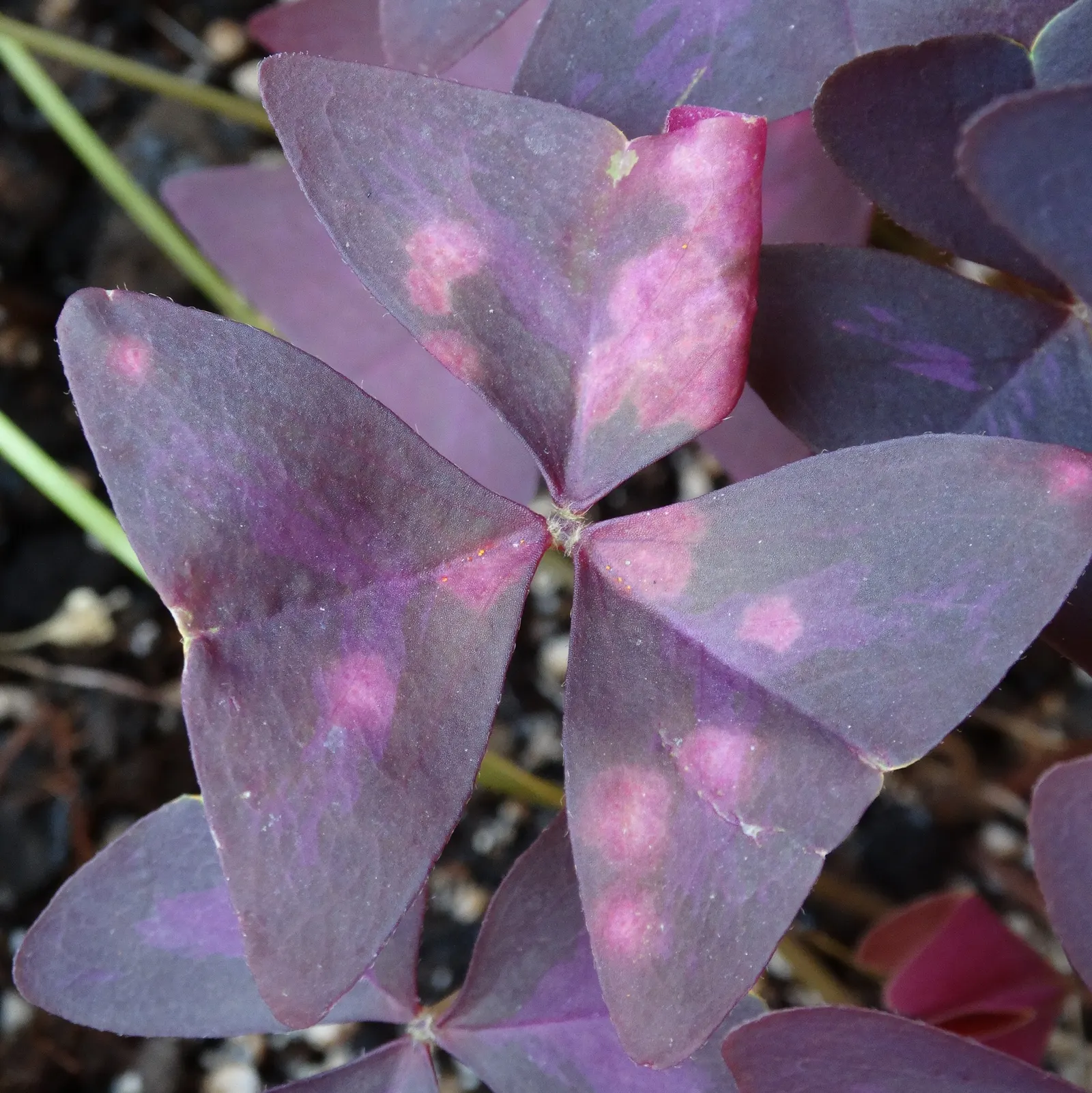 Purple Shamrock (Oxalis Triangularis) — Its delicate pink or white flowers bloom from spring to fall; adding a touch of whimsy to borders or, image 57