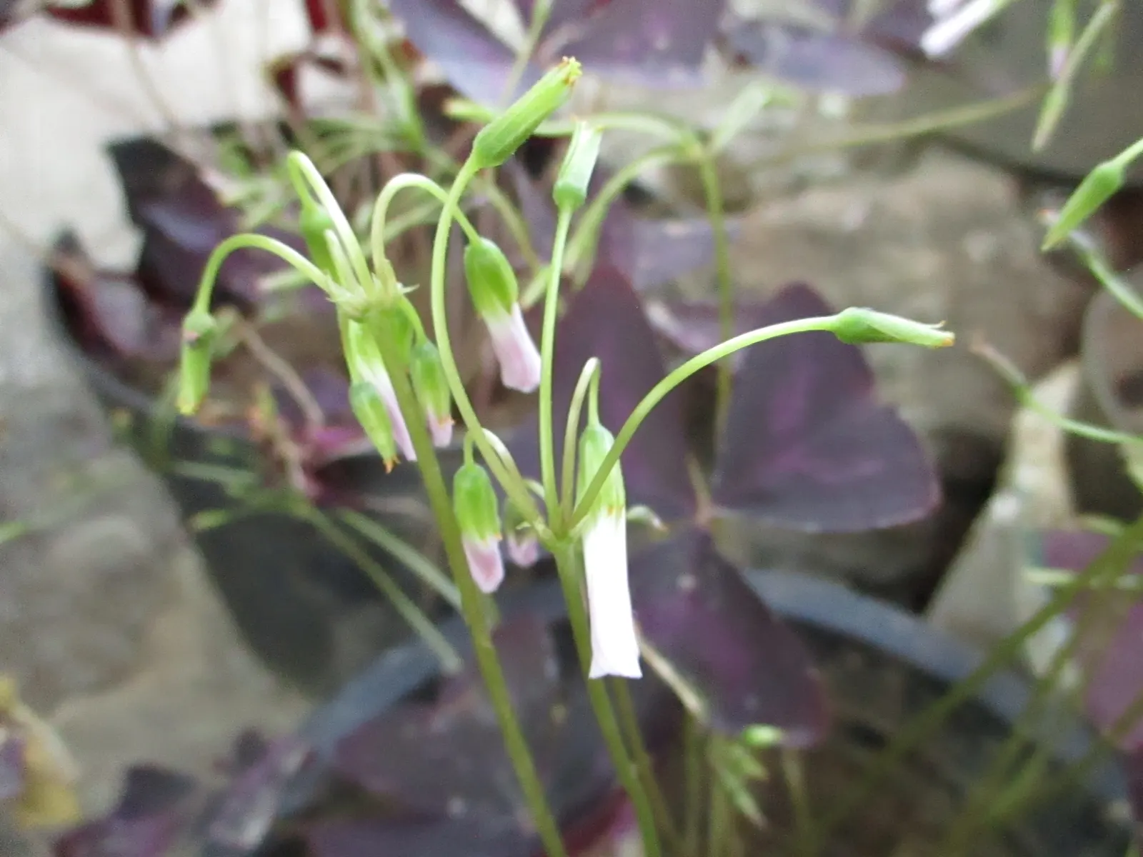 Purple Shamrock (Oxalis Triangularis) — It thrives in well-drained soil and partial shade