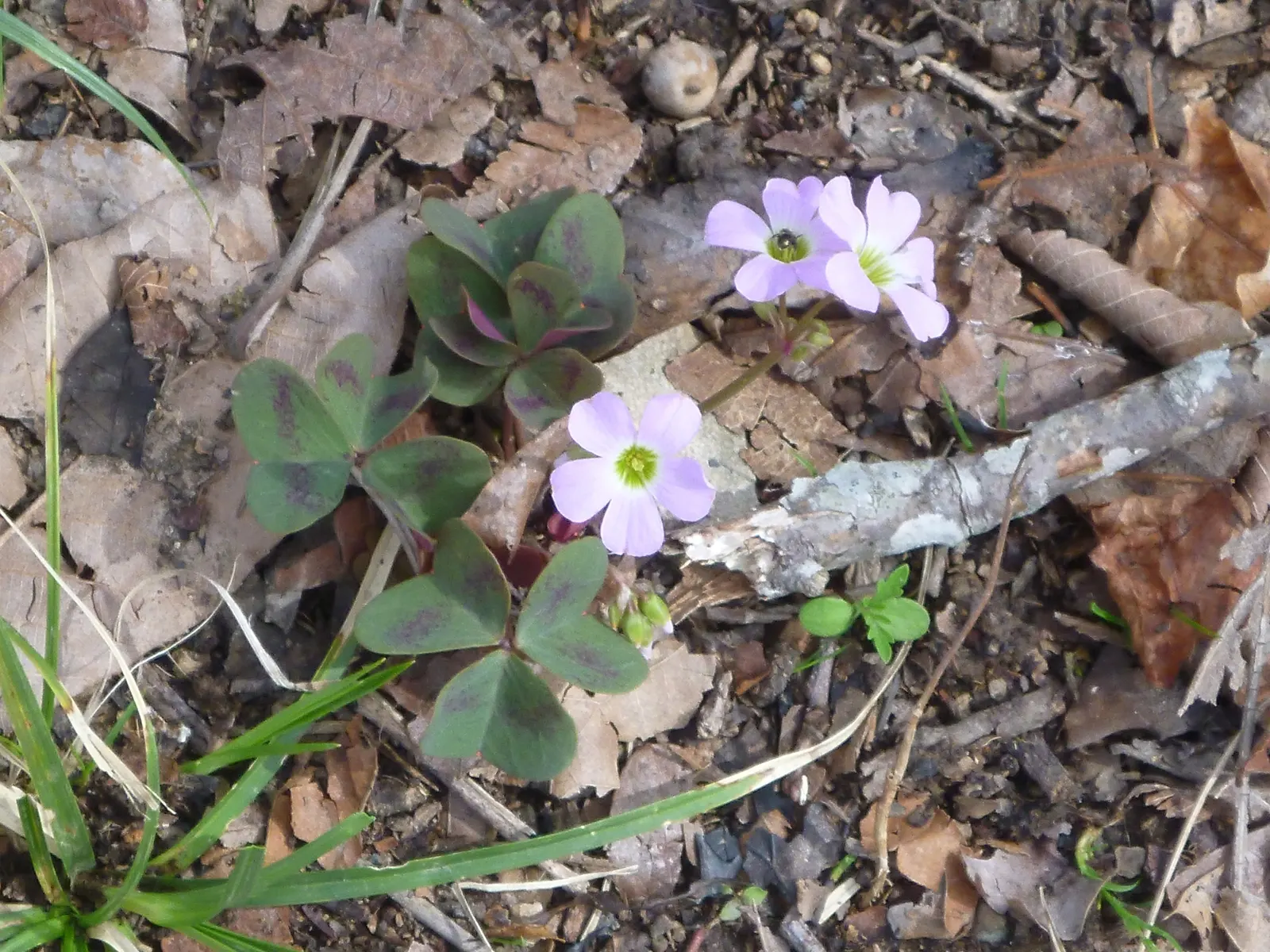 Purple Shamrock (Oxalis Triangularis) — is a charming perennial with striking purple; this tuberous plant reaches around 8 to 12 inches in height, image 79