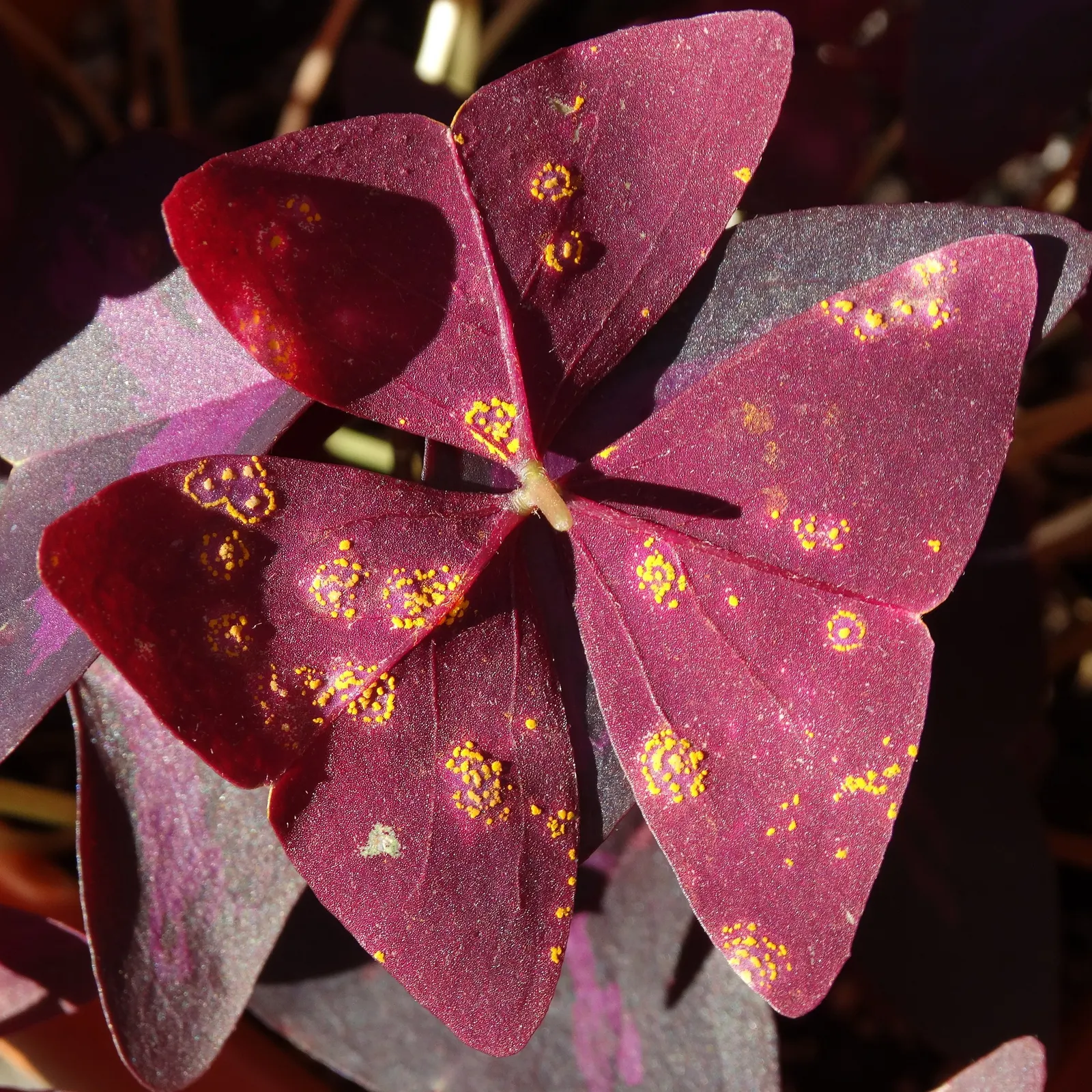 Purple Shamrock (Oxalis Triangularis) — Oxalis triangularis also has the advantage of being relatively low-maintenance; scientifically termed Oxalis, image 72