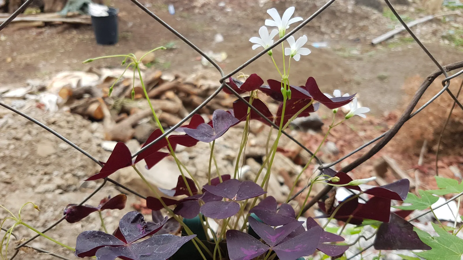 Purple Shamrock (Oxalis Triangularis) — mimicking the movement of butterfly wings; making it a sustainable choice for garden expansions over