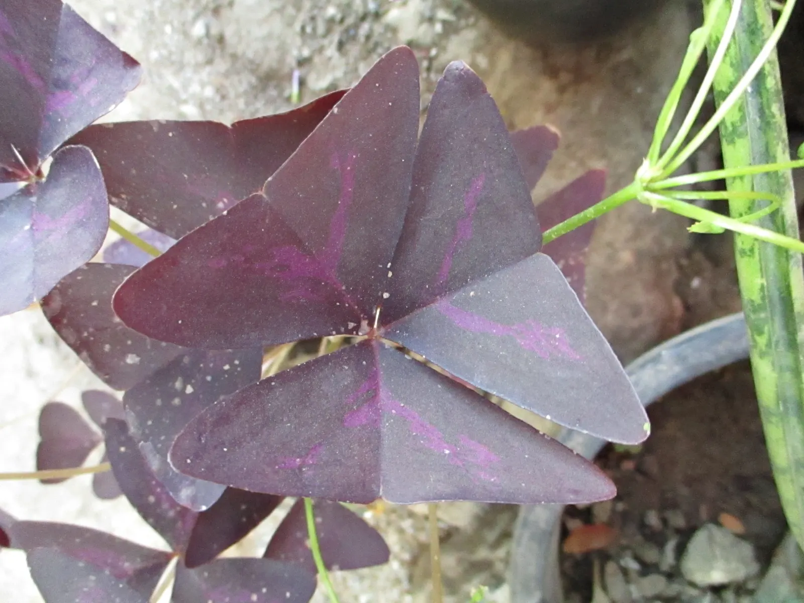 Purple Shamrock (Oxalis Triangularis) — Each leaflet boasts a deep; is a captivating perennial plant renowned for its distinctive triangular-shaped leaves