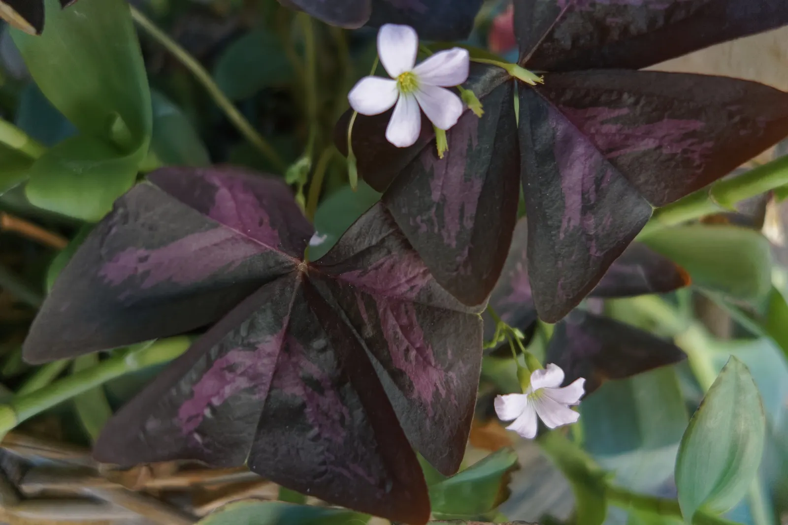 Purple Shamrock (Oxalis Triangularis) — triangular leaves that fold down at night; mimicking the movement of butterfly wings, image 80