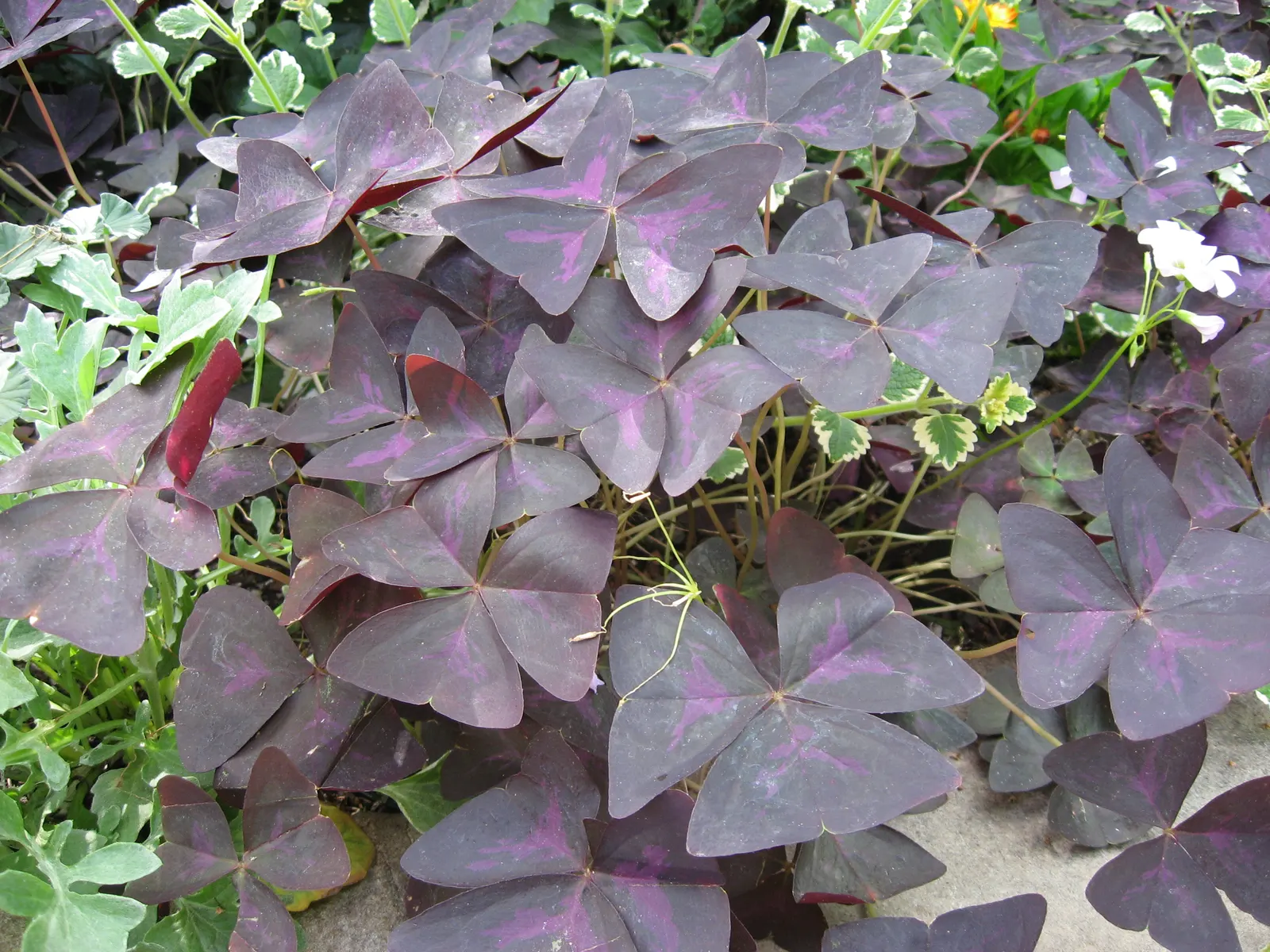 Purple Shamrock (Oxalis Triangularis) — This tuberous plant reaches around 8 to 12 inches in height and benefits from a spacing of 4 to 6 inches, image 56