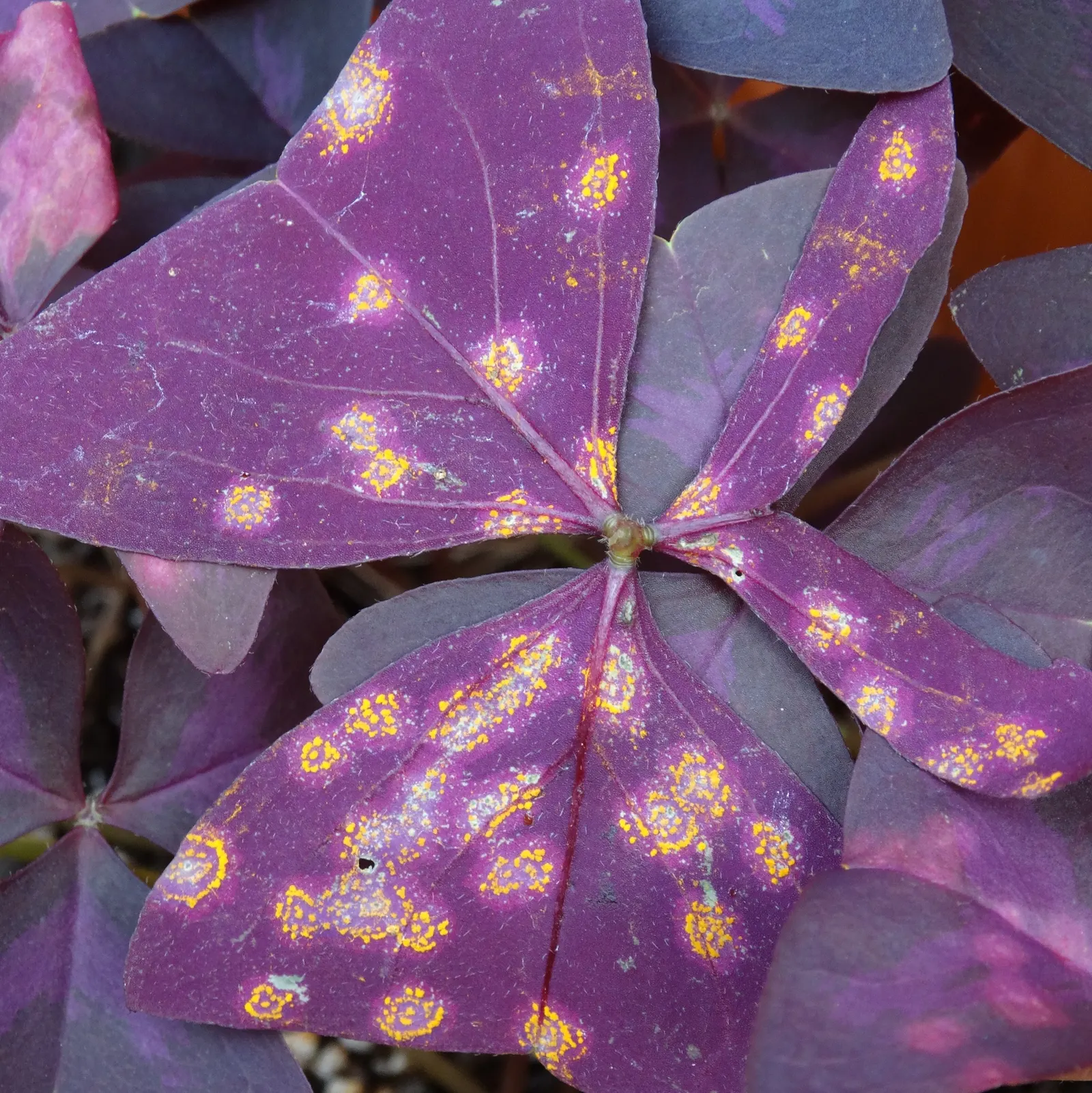 Purple Shamrock (Oxalis Triangularis) — mimicking the movement of butterfly wings; making it a sustainable choice for garden expansions over, image 63