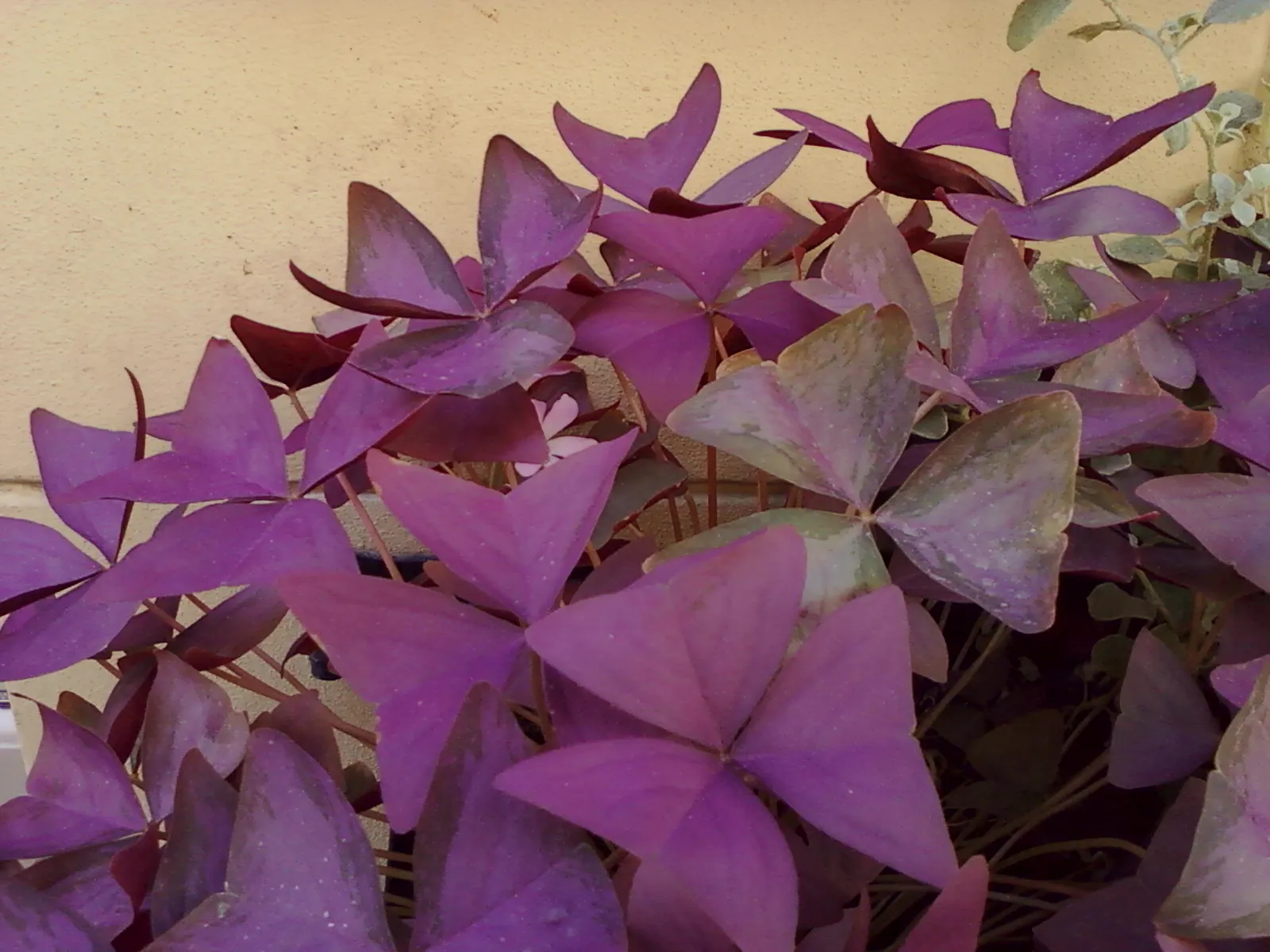 Purple Shamrock (Oxalis Triangularis) — it's an excellent choice for those shaded areas in the landscape where other plants may struggle; trumpet-shaped